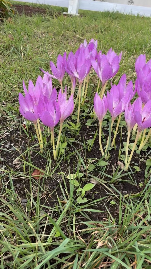 . 
【 秋の終わり】

今朝は😆7度の八ヶ岳でした。
コスモス、秋明菊、そして最後の開花は
コルチカムです。春に葉が茂り、秋に花だけ咲きます💐妖精の様な花びらが魅力的です♪

____________________________

LUXURY HOLIDAY
WITH DOGS
 
-愛犬と過ごす贅沢な休日-
 
🐕🐕🐕
 
アルマガーデンドッグスは
八ヶ岳にひっそりと佇む
 
コテージとログハウスの全2棟で、それぞれ1日1組限定
 
代官山、渋谷のレストランで修業したオーナーシェフがフレンチのコースを提供
わんちゃんもご一緒に
 
-日常を忘れて愛犬との贅沢な時間をお過ごしください-
 
 
🐕🍽️🏡 @arumagardendogs
 
 
 
 
＝＝＝＝＝＝＝＝＝＝＝＝＝＝＝＝
 
 
【ご予約はこちらから✍️】
 
💻▽オフィシャルサイト予約フォーム
プロフィールにリンクしているホームページからどうぞ🏷️
 
 
【お問い合わせなどはお気軽に🐕】
 
📞0551-45-7679
 
 
＝＝＝＝＝＝＝＝＝＝＝＝＝＝＝＝
 
 
 
ARUMA GARDEN DOGS
-アルマガーデンドッグス-
 
 
【住所】
📍山梨県北杜市大泉町西井出8240-6520
 
【電話番号】
📞0551-45-7679
 
 
 
____________________________

#アルマガーデンドッグス #ペットと泊まれる宿 #愛犬と泊まれる宿 
#ワンコとお出かけ #天然芝 
#専用ドッグラン #ドッグラン完備 
#プライベートドッグラン
#ガーデン#バラ好きな人と繋がりたい
#1日1組 #プライベートコテージ
#ラグジュアリーホテル #ログハウス #コテージ #ホテ#オーベルジュ 
#アフタヌーンティー#北杜市ランチ
#八ヶ岳 #北杜市 #山梨県

#フランス料理 #八ヶ岳フレンチレストラン #オーベルジュ #北杜市フレンチ
____________________________