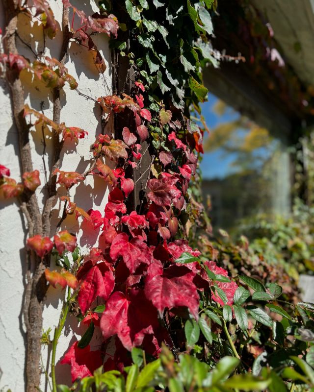 . 
【紅葉編】

秋が深まる八ヶ岳です🍁
ばらの赤い実に秋のガーデンが賑わっています♪

____________________________

LUXURY HOLIDAY
WITH DOGS
 
-愛犬と過ごす贅沢な休日-
 
🐕🐕🐕
 
アルマガーデンドッグスは
八ヶ岳にひっそりと佇む
 
コテージとログハウスの全2棟で、それぞれ1日1組限定
 
代官山、渋谷のレストランで修業したオーナーシェフがフレンチのコースを提供
わんちゃんもご一緒に
 
-日常を忘れて愛犬との贅沢な時間をお過ごしください-
 
 
🐕🍽️🏡 @arumagardendogs
 
 
 
 
＝＝＝＝＝＝＝＝＝＝＝＝＝＝＝＝
 
 
【ご予約はこちらから✍️】
 
💻▽オフィシャルサイト予約フォーム
プロフィールにリンクしているホームページからどうぞ🏷️
 
 
【お問い合わせなどはお気軽に🐕】
 
📞0551-45-7679
 
 
＝＝＝＝＝＝＝＝＝＝＝＝＝＝＝＝
 
 
 
ARUMA GARDEN DOGS
-アルマガーデンドッグス-
 
 
【住所】
📍山梨県北杜市大泉町西井出8240-6520
 
【電話番号】
📞0551-45-7679
 
 
 
____________________________

#アルマガーデンドッグス #ペットと泊まれる宿 #愛犬と泊まれる宿 
#ワンコとお出かけ #天然芝 
#専用ドッグラン #ドッグラン完備 
#プライベートドッグラン
#ガーデン#バラ好きな人と繋がりたい
#1日1組 #プライベートコテージ
#ラグジュアリーホテル #ログハウス #コテージ #ホテ#オーベルジュ 
#アフタヌーンティー#北杜市ランチ
#八ヶ岳 #北杜市 #山梨県

#フランス料理 #八ヶ岳フレンチレストラン #オーベルジュ #北杜市フレンチ
___________________________