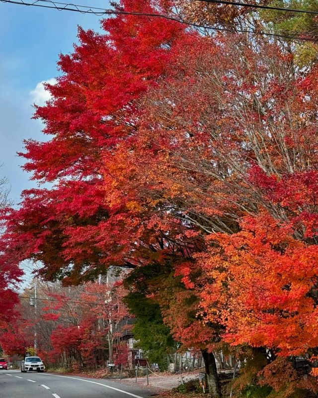 .
【紅葉編】

遅れた八ヶ岳の紅葉です🍁

______________________________

LUXURY HOLIDAY
WITH DOGS

-愛犬と過ごす贅沢な休日-

🐕🐕🐕

アルマガーデンドッグスは
八ヶ岳にひっそりと佇む

コテージとログハウスの全2棟で、それぞれ1日1組限定

代官山、渋谷のレストランで修業したオーナーシェフがフレンチのコースをご提供
わんちゃんもご一緒に

-日常を忘れて愛犬との贅沢な時間をお過ごしください-

🐕🍽️🏡 @arumagardendogs

＝＝＝＝＝＝＝＝＝＝＝＝＝＝＝＝

【ご予約はこちらから✍️】

💻▽オフィシャルサイト予約フォーム
プロフィールにリンクしているホームページからどうぞ🏷️

【お問い合わせなどはお気軽に🐕】

📞0551-45-7679

＝＝＝＝＝＝＝＝＝＝＝＝＝＝＝＝

ARUMA GARDEN DOGS
-アルマガーデンドッグス-

【住所】
📍山梨県北杜市大泉町西井出8240-6520

【電話番号】
📞0551-45-7679

______________________________

#アルマガーデンドッグス #ペットと泊まれる宿 #愛犬と泊まれる宿 
#ワンコとお出かけ #わんことお出かけ 
#天然芝 #専用ドッグラン #ドッグラン完備 #プライベートドッグラン
#1日1組 #プライベートコテージ  #ラグジュアリーホテル #ログハウス #コテージ #ホテル 
#アフタヌーンティー #北杜市ランチ #オーベルジュ
#フランス料理 #八ヶ岳フレンチレストラン #オーベルジュ #北杜市フレンチ
#ガーデン #バラ好きな人と繋がりたい
#八ヶ岳 #北杜市 #山梨県