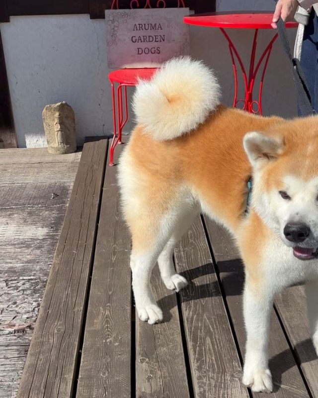 .
【ご宿泊わんちゃんのご紹介】

可愛いお友達のご紹介🐶

______________________________

📷🐶🐶🐶📷

ご宿泊中に撮影された愛犬のお写真/動画を随時募集！
ご共有をいただいたお写真は当アカウントでご紹介

DMなどでお気軽にご連絡ください✉️

📷🐶🐶🐶📷

アルマガーデンドッグスは八ヶ岳に佇む、
わんちゃんと過ごせるオーベルジュ

-日常を忘れて愛犬との贅沢な時間をお過ごしください-

🐕🍽️🏡 @arumagardendogs

＝＝＝＝＝＝＝＝＝＝＝＝＝＝＝＝

【ご予約はこちらから✍️】

💻▽オフィシャルサイト予約フォーム
プロフィールにリンクしているホームページからどうぞ🏷️

【お問い合わせなどはお気軽に🐕】

📞0551-45-7679

＝＝＝＝＝＝＝＝＝＝＝＝＝＝＝＝

ARUMA GARDEN DOGS
-アルマガーデンドッグス-

【住所】
📍山梨県北杜市大泉町西井出8240-6520

【電話番号】
📞0551-45-7679

______________________________

#アルマガーデンドッグス #ペットと泊まれる宿 #愛犬と泊まれる宿 
#ワンコとお出かけ #わんことお出かけ 
#天然芝 #専用ドッグラン #ドッグラン完備 #プライベートドッグラン
#1日1組 #プライベートコテージ  #ラグジュアリーホテル #ログハウス #コテージ #ホテル 
#アフタヌーンティー #北杜市ランチ #オーベルジュ
#フランス料理 #八ヶ岳フレンチレストラン #オーベルジュ #北杜市フレンチ
#ガーデン #バラ好きな人と繋がりたい
#八ヶ岳 #北杜市 #山梨県