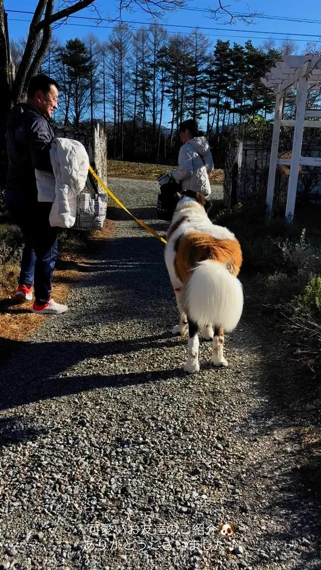 .
【ご宿泊わんちゃんのご紹介】

可愛いお友達のご紹介🐶
ありがとうございました♪
______________________________

📷🐶🐶🐶📷

ご宿泊中に撮影された愛犬のお写真/動画を随時募集！
ご共有をいただいたお写真は当アカウントでご紹介

DMなどでお気軽にご連絡ください✉️

📷🐶🐶🐶📷

アルマガーデンドッグスは八ヶ岳に佇む、
わんちゃんと過ごせるオーベルジュ

-日常を忘れて愛犬との贅沢な時間をお過ごしください-

🐕🍽️🏡 @arumagardendogs

＝＝＝＝＝＝＝＝＝＝＝＝＝＝＝＝

【ご予約はこちらから✍️】

💻▽オフィシャルサイト予約フォーム
プロフィールにリンクしているホームページからどうぞ🏷️

【お問い合わせなどはお気軽に🐕】

📞0551-45-7679

＝＝＝＝＝＝＝＝＝＝＝＝＝＝＝＝

ARUMA GARDEN DOGS
-アルマガーデンドッグス-

【住所】
📍山梨県北杜市大泉町西井出8240-6520

【電話番号】
📞0551-45-7679

______________________________

#アルマガーデンドッグス #ペットと泊まれる宿 #愛犬と泊まれる宿 
#ワンコとお出かけ #わんことお出かけ 
#天然芝 #専用ドッグラン #ドッグラン完備 #プライベートドッグラン
#1日1組 #プライベートコテージ  #ラグジュアリーホテル #ログハウス #コテージ #ホテル 
#アフタヌーンティー #北杜市ランチ #オーベルジュ
#フランス料理 #八ヶ岳フレンチレストラン #オーベルジュ #北杜市フレンチ
#ガーデン #バラ好きな人と繋がりたい
#八ヶ岳 #北杜市 #山梨県