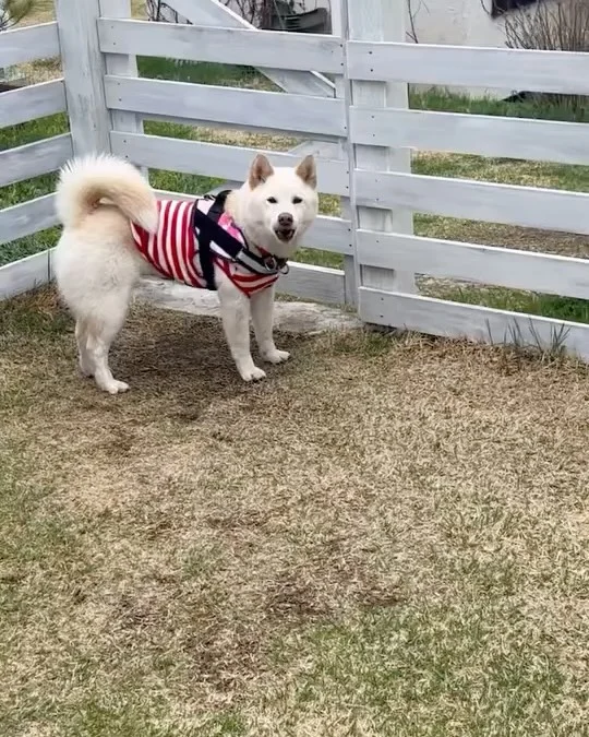 .
【ご宿泊わんちゃんのご紹介】

可愛いお友達のご紹介🐶
ありがとうございました♪
______________________________

📷🐶🐶🐶📷

ご宿泊中に撮影された愛犬のお写真/動画を随時募集！
ご共有をいただいたお写真は当アカウントでご紹介

DMなどでお気軽にご連絡ください✉️

📷🐶🐶🐶📷

アルマガーデンドッグスは八ヶ岳に佇む、
わんちゃんと過ごせるオーベルジュ

-日常を忘れて愛犬との贅沢な時間をお過ごしください-

🐕🍽️🏡 @arumagardendogs

＝＝＝＝＝＝＝＝＝＝＝＝＝＝＝＝

【ご予約はこちらから✍️】

💻▽オフィシャルサイト予約フォーム
プロフィールにリンクしているホームページからどうぞ🏷️

【お問い合わせなどはお気軽に🐕】

📞0551-45-7679

＝＝＝＝＝＝＝＝＝＝＝＝＝＝＝＝

ARUMA GARDEN DOGS
-アルマガーデンドッグス-

【住所】
📍山梨県北杜市大泉町西井出8240-6520

【電話番号】
📞0551-45-7679

______________________________

#アルマガーデンドッグス #ペットと泊まれる宿 #愛犬と泊まれる宿 
#ワンコとお出かけ #わんことお出かけ 
#天然芝 #専用ドッグラン #ドッグラン完備 #プライベートドッグラン
#1日1組 #プライベートコテージ  #ラグジュアリーホテル #ログハウス #コテージ #ホテル 
#アフタヌーンティー #北杜市ランチ #オーベルジュ
#フランス料理 #八ヶ岳フレンチレストラン #オーベルジュ #北杜市フレンチ
#ガーデン #バラ好きな人と繋がりたい
#八ヶ岳 #北杜市 #山梨県