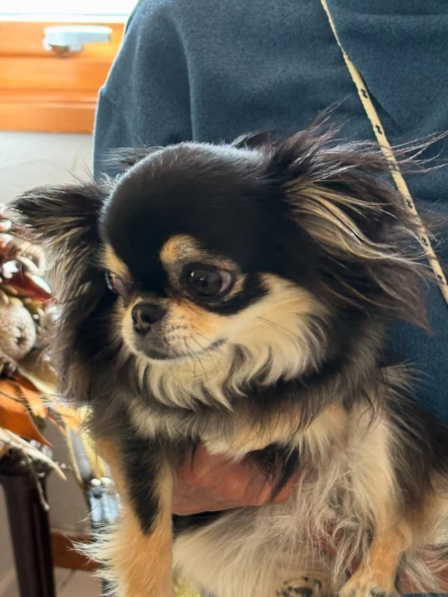 .
【ご宿泊わんちゃんのご紹介】

可愛いお友達のご紹介🐶
ありがとうございました♪
______________________________

📷🐶🐶🐶📷

ご宿泊中に撮影された愛犬のお写真/動画を随時募集！
ご共有をいただいたお写真は当アカウントでご紹介

DMなどでお気軽にご連絡ください✉️

📷🐶🐶🐶📷

アルマガーデンドッグスは八ヶ岳に佇む、
わんちゃんと過ごせるオーベルジュ

-日常を忘れて愛犬との贅沢な時間をお過ごしください-

🐕🍽️🏡 @arumagardendogs

＝＝＝＝＝＝＝＝＝＝＝＝＝＝＝＝

【ご予約はこちらから✍️】

💻▽オフィシャルサイト予約フォーム
プロフィールにリンクしているホームページからどうぞ🏷️

【お問い合わせなどはお気軽に🐕】

📞0551-45-7679

＝＝＝＝＝＝＝＝＝＝＝＝＝＝＝＝

ARUMA GARDEN DOGS
-アルマガーデンドッグス-

【住所】
📍山梨県北杜市大泉町西井出8240-6520

【電話番号】
📞0551-45-7679

______________________________

#アルマガーデンドッグス #ペットと泊まれる宿 #愛犬と泊まれる宿 
#ワンコとお出かけ #わんことお出かけ 
#天然芝 #専用ドッグラン #ドッグラン完備 #プライベートドッグラン
#1日1組 #プライベートコテージ  #ラグジュアリーホテル #ログハウス #コテージ #ホテル 
#アフタヌーンティー #北杜市ランチ #オーベルジュ
#フランス料理 #八ヶ岳フレンチレストラン #オーベルジュ #北杜市フレンチ
#ガーデン #バラ好きな人と繋がりたい
#八ヶ岳 #北杜市 #山梨県