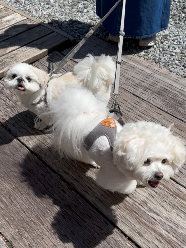 .
【ご宿泊わんちゃんのご紹介】

可愛いお友達のご紹介🐶
ありがとうございました♪
______________________________

📷🐶🐶🐶📷

ご宿泊中に撮影された愛犬のお写真/動画を随時募集！
ご共有をいただいたお写真は当アカウントでご紹介

DMなどでお気軽にご連絡ください✉️

📷🐶🐶🐶📷

アルマガーデンドッグスは八ヶ岳に佇む、
わんちゃんと過ごせるオーベルジュ

-日常を忘れて愛犬との贅沢な時間をお過ごしください-

🐕🍽️🏡 @arumagardendogs

＝＝＝＝＝＝＝＝＝＝＝＝＝＝＝＝

【ご予約はこちらから✍️】

💻▽オフィシャルサイト予約フォーム
プロフィールにリンクしているホームページからどうぞ🏷️

【お問い合わせなどはお気軽に🐕】

📞0551-45-7679

＝＝＝＝＝＝＝＝＝＝＝＝＝＝＝＝

ARUMA GARDEN DOGS
-アルマガーデンドッグス-

【住所】
📍山梨県北杜市大泉町西井出8240-6520

【電話番号】
📞0551-45-7679

______________________________

#アルマガーデンドッグス #ペットと泊まれる宿 #愛犬と泊まれる宿 
#ワンコとお出かけ #わんことお出かけ 
#天然芝 #専用ドッグラン #ドッグラン完備 #プライベートドッグラン
#1日1組 #プライベートコテージ  #ラグジュアリーホテル #ログハウス #コテージ #ホテル 
#アフタヌーンティー #北杜市ランチ #オーベルジュ
#フランス料理 #八ヶ岳フレンチレストラン #オーベルジュ #北杜市フレンチ
#ガーデン #バラ好きな人と繋がりたい
#八ヶ岳 #北杜市 #山梨県