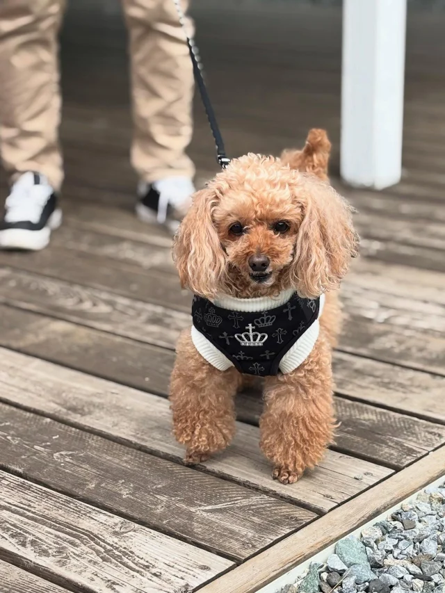 .
【ご宿泊わんちゃんのご紹介】

可愛いお友達のご紹介🐶
ありがとうございました♪
______________________________

📷🐶🐶🐶📷

ご宿泊中に撮影された愛犬のお写真/動画を随時募集！
ご共有をいただいたお写真は当アカウントでご紹介

DMなどでお気軽にご連絡ください✉️

📷🐶🐶🐶📷

アルマガーデンドッグスは八ヶ岳に佇む、
わんちゃんと過ごせるオーベルジュ

-日常を忘れて愛犬との贅沢な時間をお過ごしください-

🐕🍽️🏡 @arumagardendogs

＝＝＝＝＝＝＝＝＝＝＝＝＝＝＝＝

【ご予約はこちらから✍️】

💻▽オフィシャルサイト予約フォーム
プロフィールにリンクしているホームページからどうぞ🏷️

【お問い合わせなどはお気軽に🐕】

📞0551-45-7679

＝＝＝＝＝＝＝＝＝＝＝＝＝＝＝＝

ARUMA GARDEN DOGS
-アルマガーデンドッグス-

【住所】
📍山梨県北杜市大泉町西井出8240-6520

【電話番号】
📞0551-45-7679

______________________________

#アルマガーデンドッグス #ペットと泊まれる宿 #愛犬と泊まれる宿 
#ワンコとお出かけ #わんことお出かけ 
#天然芝 #専用ドッグラン #ドッグラン完備 #プライベートドッグラン
#1日1組 #プライベートコテージ  #ラグジュアリーホテル #ログハウス #コテージ #ホテル 
#アフタヌーンティー #北杜市ランチ #オーベルジュ
#フランス料理 #八ヶ岳フレンチレストラン #オーベルジュ #北杜市フレンチ
#ガーデン #バラ好きな人と繋がりたい
#八ヶ岳 #北杜市 #山梨県