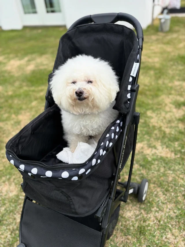 .
【ご宿泊わんちゃんのご紹介】

可愛いお友達のご紹介🐶
ありがとうございました♪
______________________________

📷🐶🐶🐶📷

ご宿泊中に撮影された愛犬のお写真/動画を随時募集！
ご共有をいただいたお写真は当アカウントでご紹介

DMなどでお気軽にご連絡ください✉️

📷🐶🐶🐶📷

アルマガーデンドッグスは八ヶ岳に佇む、
わんちゃんと過ごせるオーベルジュ

-日常を忘れて愛犬との贅沢な時間をお過ごしください-

🐕🍽️🏡 @arumagardendogs

＝＝＝＝＝＝＝＝＝＝＝＝＝＝＝＝

【ご予約はこちらから✍️】

💻▽オフィシャルサイト予約フォーム
プロフィールにリンクしているホームページからどうぞ🏷️

【お問い合わせなどはお気軽に🐕】

📞0551-45-7679

＝＝＝＝＝＝＝＝＝＝＝＝＝＝＝＝

ARUMA GARDEN DOGS
-アルマガーデンドッグス-

【住所】
📍山梨県北杜市大泉町西井出8240-6520

【電話番号】
📞0551-45-7679

______________________________

#アルマガーデンドッグス #ペットと泊まれる宿 #愛犬と泊まれる宿 
#ワンコとお出かけ #わんことお出かけ 
#天然芝 #専用ドッグラン #ドッグラン完備 #プライベートドッグラン
#1日1組 #プライベートコテージ  #ラグジュアリーホテル #ログハウス #コテージ #ホテル 
#アフタヌーンティー #北杜市ランチ #オーベルジュ
#フランス料理 #八ヶ岳フレンチレストラン #オーベルジュ #北杜市フレンチ
#ガーデン #バラ好きな人と繋がりたい
#八ヶ岳 #北杜市 #山梨県