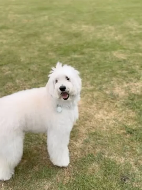 .
【ご宿泊わんちゃんのご紹介】

可愛いお友達のご紹介🐶
ありがとうございました♪
______________________________

📷🐶🐶🐶📷

ご宿泊中に撮影された愛犬のお写真/動画を随時募集！
ご共有をいただいたお写真は当アカウントでご紹介

DMなどでお気軽にご連絡ください✉️

📷🐶🐶🐶📷

アルマガーデンドッグスは八ヶ岳に佇む、
わんちゃんと過ごせるオーベルジュ

-日常を忘れて愛犬との贅沢な時間をお過ごしください-

🐕🍽️🏡 @arumagardendogs

＝＝＝＝＝＝＝＝＝＝＝＝＝＝＝＝

【ご予約はこちらから✍️】

💻▽オフィシャルサイト予約フォーム
プロフィールにリンクしているホームページからどうぞ🏷️

【お問い合わせなどはお気軽に🐕】

📞0551-45-7679

＝＝＝＝＝＝＝＝＝＝＝＝＝＝＝＝

ARUMA GARDEN DOGS
-アルマガーデンドッグス-

【住所】
📍山梨県北杜市大泉町西井出8240-6520

【電話番号】
📞0551-45-7679

______________________________

#アルマガーデンドッグス #ペットと泊まれる宿 #愛犬と泊まれる宿 
#ワンコとお出かけ #わんことお出かけ 
#天然芝 #専用ドッグラン #ドッグラン完備 #プライベートドッグラン
#1日1組 #プライベートコテージ  #ラグジュアリーホテル #ログハウス #コテージ #ホテル 
#アフタヌーンティー #北杜市ランチ #オーベルジュ
#フランス料理 #八ヶ岳フレンチレストラン #オーベルジュ #北杜市フレンチ
#ガーデン #バラ好きな人と繋がりたい
#八ヶ岳 #北杜市 #山梨県