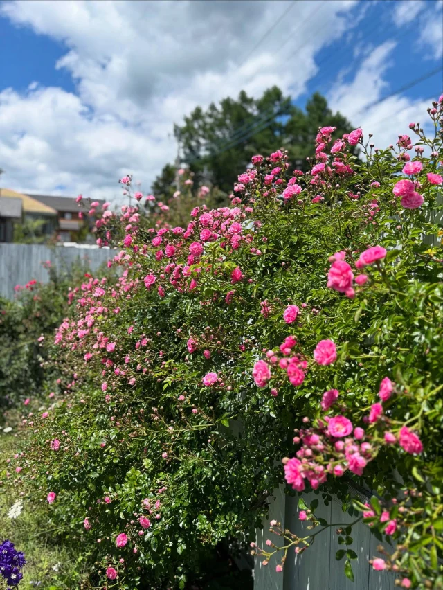 .
【薔薇も終焉】

遅咲きのコテージの薔薇たちもそろそろ来年の準備です✨
陽射しの強さにダメージが…。今年もありがとう🌹

______________________________

LUXURY HOLIDAY
WITH DOGS

-愛犬と過ごす贅沢な休日-

🐕🐕🐕

アルマガーデンドッグスは
八ヶ岳にひっそりと佇む

コテージとログハウスの全2棟で、それぞれ1日1組限定

代官山、渋谷のレストランで修業したオーナーシェフがフレンチのコースをご提供
わんちゃんもご一緒に

-日常を忘れて愛犬との贅沢な時間をお過ごしください-

🐕🍽️🏡 @arumagardendogs

＝＝＝＝＝＝＝＝＝＝＝＝＝＝＝＝

【ご予約はこちらから✍️】

💻▽オフィシャルサイト予約フォーム
プロフィールにリンクしているホームページからどうぞ🏷️

【お問い合わせなどはお気軽に🐕】

📞0551-45-7679

＝＝＝＝＝＝＝＝＝＝＝＝＝＝＝＝

ARUMA GARDEN DOGS
-アルマガーデンドッグス-

【住所】
📍山梨県北杜市大泉町西井出8240-6520

【電話番号】
📞0551-45-7679

______________________________

#アルマガーデンドッグス #ペットと泊まれる宿 #愛犬と泊まれる宿 
#ワンコとお出かけ #わんことお出かけ 
#天然芝 #専用ドッグラン #ドッグラン完備 #プライベートドッグラン
#1日1組 #プライベートコテージ  #ラグジュアリーホテル #ログハウス #コテージ #ホテル 
#アフタヌーンティー #北杜市ランチ #オーベルジュ
#フランス料理 #八ヶ岳フレンチレストラン #オーベルジュ #北杜市フレンチ
#ガーデン #バラ好きな人と繋がりたい
#八ヶ岳 #北杜市 #山梨県