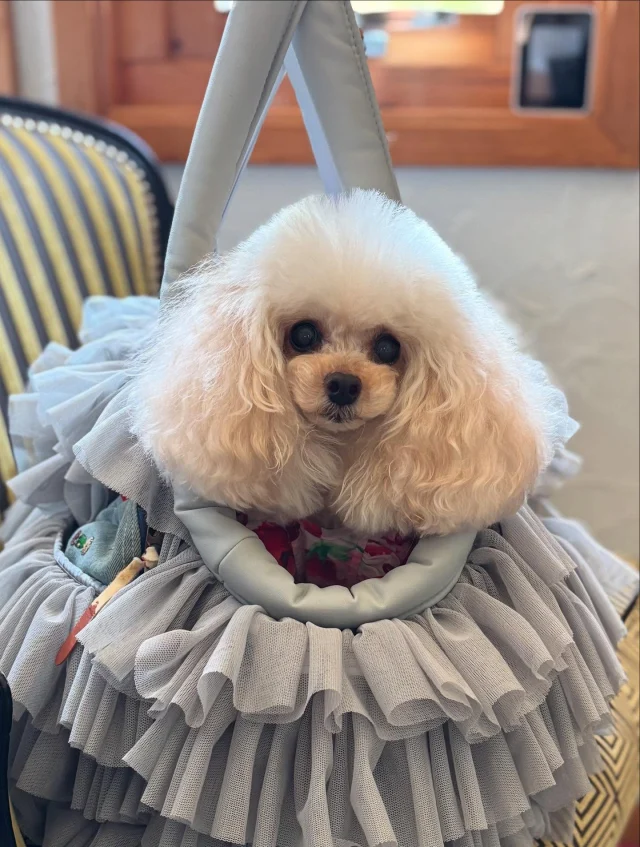 .
【ご宿泊わんちゃんのご紹介】

可愛いお友達のご紹介🐶
ありがとうございました♪
______________________________

📷🐶🐶🐶📷

ご宿泊中に撮影された愛犬のお写真/動画を随時募集！
ご共有をいただいたお写真は当アカウントでご紹介

DMなどでお気軽にご連絡ください✉️

📷🐶🐶🐶📷

アルマガーデンドッグスは八ヶ岳に佇む、
わんちゃんと過ごせるオーベルジュ

-日常を忘れて愛犬との贅沢な時間をお過ごしください-

🐕🍽️🏡 @arumagardendogs

＝＝＝＝＝＝＝＝＝＝＝＝＝＝＝＝

【ご予約はこちらから✍️】

💻▽オフィシャルサイト予約フォーム
プロフィールにリンクしているホームページからどうぞ🏷️

【お問い合わせなどはお気軽に🐕】

📞0551-45-7679

＝＝＝＝＝＝＝＝＝＝＝＝＝＝＝＝

ARUMA GARDEN DOGS
-アルマガーデンドッグス-

【住所】
📍山梨県北杜市大泉町西井出8240-6520

【電話番号】
📞0551-45-7679

______________________________

#アルマガーデンドッグス #ペットと泊まれる宿 #愛犬と泊まれる宿 
#ワンコとお出かけ #わんことお出かけ 
#天然芝 #専用ドッグラン #ドッグラン完備 #プライベートドッグラン
#1日1組 #プライベートコテージ  #ラグジュアリーホテル #ログハウス #コテージ #ホテル 
#アフタヌーンティー #北杜市ランチ #オーベルジュ
#フランス料理 #八ヶ岳フレンチレストラン #オーベルジュ #北杜市フレンチ
#ガーデン #バラ好きな人と繋がりたい
#八ヶ岳 #北杜市 #山梨県