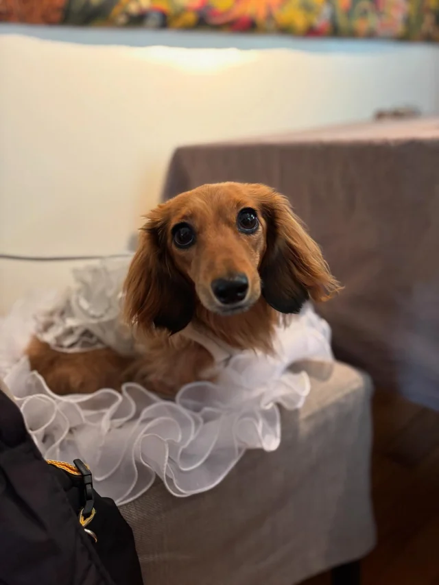 .
【ご宿泊わんちゃんのご紹介】

可愛いお友達のご紹介🐶
ありがとうございました♪

______________________________

📷🐶🐶🐶📷

ご宿泊中に撮影された愛犬のお写真/動画を随時募集！
ご共有をいただいたお写真は当アカウントでご紹介

DMなどでお気軽にご連絡ください✉️

📷🐶🐶🐶📷

アルマガーデンドッグスは八ヶ岳に佇む、
わんちゃんと過ごせるオーベルジュ

-日常を忘れて愛犬との贅沢な時間をお過ごしください-

🐕🍽️🏡 @arumagardendogs

＝＝＝＝＝＝＝＝＝＝＝＝＝＝＝＝

【ご予約はこちらから✍️】

💻▽オフィシャルサイト予約フォーム
プロフィールにリンクしているホームページからどうぞ🏷️

【お問い合わせなどはお気軽に🐕】

📞0551-45-7679

＝＝＝＝＝＝＝＝＝＝＝＝＝＝＝＝

ARUMA GARDEN DOGS
-アルマガーデンドッグス-

【住所】
📍山梨県北杜市大泉町西井出8240-6520

【電話番号】
📞0551-45-7679

______________________________

#アルマガーデンドッグス #ペットと泊まれる宿 #愛犬と泊まれる宿 
#ワンコとお出かけ #わんことお出かけ 
#天然芝 #専用ドッグラン #ドッグラン完備 #プライベートドッグラン
#1日1組 #プライベートコテージ  #ラグジュアリーホテル #ログハウス #コテージ #ホテル 
#アフタヌーンティー #北杜市ランチ #オーベルジュ
#フランス料理 #八ヶ岳フレンチレストラン #オーベルジュ #北杜市フレンチ
#ガーデン #バラ好きな人と繋がりたい
#八ヶ岳 #北杜市 #山梨県
