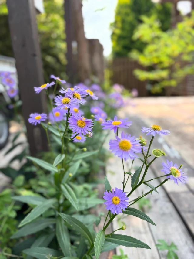 .
【夏から秋へ】

日陰はだいぶ秋めいて涼しくなっています♪ガーデンの花も夏から秋へとバトンタッチ🍂

______________________________

LUXURY HOLIDAY
WITH DOGS

-愛犬と過ごす贅沢な休日-

🐕🐕🐕

アルマガーデンドッグスは
八ヶ岳にひっそりと佇む

コテージとログハウスの全2棟で、それぞれ1日1組限定

代官山、渋谷のレストランで修業したオーナーシェフがフレンチのコースをご提供
わんちゃんもご一緒に

-日常を忘れて愛犬との贅沢な時間をお過ごしください-

🐕🍽️🏡 @arumagardendogs

＝＝＝＝＝＝＝＝＝＝＝＝＝＝＝＝

【ご予約はこちらから✍️】

💻▽オフィシャルサイト予約フォーム
プロフィールにリンクしているホームページからどうぞ🏷️

【お問い合わせなどはお気軽に🐕】

📞0551-45-7679

＝＝＝＝＝＝＝＝＝＝＝＝＝＝＝＝

ARUMA GARDEN DOGS
-アルマガーデンドッグス-

【住所】
📍山梨県北杜市大泉町西井出8240-6520

【電話番号】
📞0551-45-7679

______________________________

#アルマガーデンドッグス #ペットと泊まれる宿 #愛犬と泊まれる宿 
#ワンコとお出かけ #わんことお出かけ 
#天然芝 #専用ドッグラン #ドッグラン完備 #プライベートドッグラン
#1日1組 #プライベートコテージ  #ラグジュアリーホテル #ログハウス #コテージ #ホテル 
#アフタヌーンティー #北杜市ランチ #オーベルジュ
#フランス料理 #八ヶ岳フレンチレストラン #オーベルジュ #北杜市フレンチ
#ガーデン #バラ好きな人と繋がりたい
#八ヶ岳 #北杜市 #山梨県