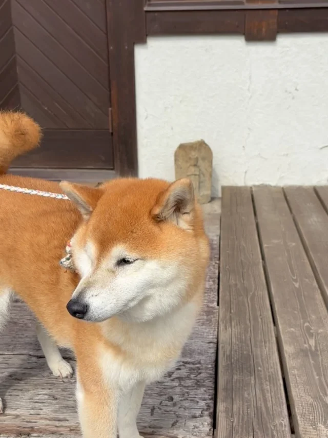.
【ご宿泊わんちゃんのご紹介】

可愛いお友達のご紹介🐶
ありがとうございました♪
______________________________

📷🐶🐶🐶📷

ご宿泊中に撮影された愛犬のお写真/動画を随時募集！
ご共有をいただいたお写真は当アカウントでご紹介

DMなどでお気軽にご連絡ください✉️

📷🐶🐶🐶📷

アルマガーデンドッグスは八ヶ岳に佇む、
わんちゃんと過ごせるオーベルジュ

-日常を忘れて愛犬との贅沢な時間をお過ごしください-

🐕🍽️🏡 @arumagardendogs

＝＝＝＝＝＝＝＝＝＝＝＝＝＝＝＝

【ご予約はこちらから✍️】

💻▽オフィシャルサイト予約フォーム
プロフィールにリンクしているホームページからどうぞ🏷️

【お問い合わせなどはお気軽に🐕】

📞0551-45-7679

＝＝＝＝＝＝＝＝＝＝＝＝＝＝＝＝

ARUMA GARDEN DOGS
-アルマガーデンドッグス-

【住所】
📍山梨県北杜市大泉町西井出8240-6520

【電話番号】
📞0551-45-7679

______________________________

#アルマガーデンドッグス #ペットと泊まれる宿 #愛犬と泊まれる宿 
#ワンコとお出かけ #わんことお出かけ 
#天然芝 #専用ドッグラン #ドッグラン完備 #プライベートドッグラン
#1日1組 #プライベートコテージ  #ラグジュアリーホテル #ログハウス #コテージ #ホテル 
#アフタヌーンティー #北杜市ランチ #オーベルジュ
#フランス料理 #八ヶ岳フレンチレストラン #オーベルジュ #北杜市フレンチ
#ガーデン #バラ好きな人と繋がりたい
#八ヶ岳 #北杜市 #山梨県