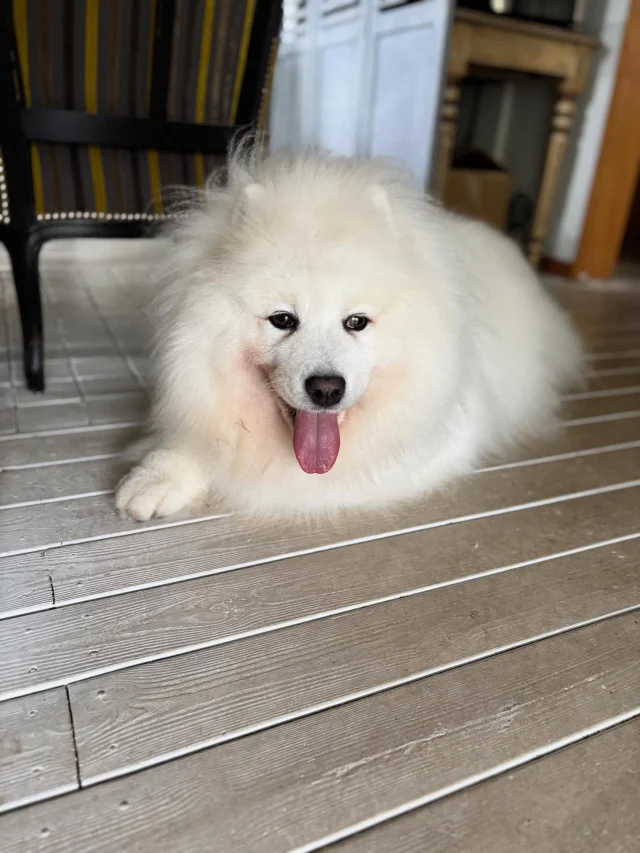 .
【ご宿泊わんちゃんのご紹介】

可愛いお友達のご紹介🐶
ありがとうございました♪

______________________________

📷🐶🐶🐶📷

ご宿泊中に撮影された愛犬のお写真/動画を随時募集！
ご共有をいただいたお写真は当アカウントでご紹介

DMなどでお気軽にご連絡ください✉️

📷🐶🐶🐶📷

アルマガーデンドッグスは八ヶ岳に佇む、
わんちゃんと過ごせるオーベルジュ

-日常を忘れて愛犬との贅沢な時間をお過ごしください-

🐕🍽️🏡 @arumagardendogs

＝＝＝＝＝＝＝＝＝＝＝＝＝＝＝＝

【ご予約はこちらから✍️】

💻▽オフィシャルサイト予約フォーム
プロフィールにリンクしているホームページからどうぞ🏷️

【お問い合わせなどはお気軽に🐕】

📞0551-45-7679

＝＝＝＝＝＝＝＝＝＝＝＝＝＝＝＝

ARUMA GARDEN DOGS
-アルマガーデンドッグス-

【住所】
📍山梨県北杜市大泉町西井出8240-6520

【電話番号】
📞0551-45-7679

______________________________

#アルマガーデンドッグス #ペットと泊まれる宿 #愛犬と泊まれる宿 
#ワンコとお出かけ #わんことお出かけ 
#天然芝 #専用ドッグラン #ドッグラン完備 #プライベートドッグラン
#1日1組 #プライベートコテージ  #ラグジュアリーホテル #ログハウス #コテージ #ホテル 
#アフタヌーンティー #北杜市ランチ #オーベルジュ
#フランス料理 #八ヶ岳フレンチレストラン #オーベルジュ #北杜市フレンチ
#ガーデン #バラ好きな人と繋がりたい
#八ヶ岳 #北杜市 #山梨県