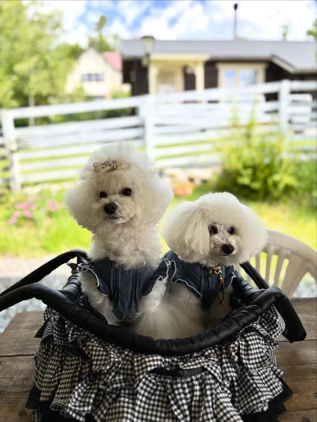 .
【ご宿泊わんちゃんのご紹介】

可愛いお友達のご紹介🐶
ありがとうございました♪

🐶⚪︎⚪︎ちゃん/⚪︎⚪︎くん

🏷️@お写真くれたアカウント名（アカウント載せていいか要確認）

______________________________

📷🐶🐶🐶📷

ご宿泊中に撮影された愛犬のお写真/動画を随時募集！
ご共有をいただいたお写真は当アカウントでご紹介

DMなどでお気軽にご連絡ください✉️

📷🐶🐶🐶📷

アルマガーデンドッグスは八ヶ岳に佇む、
わんちゃんと過ごせるオーベルジュ

-日常を忘れて愛犬との贅沢な時間をお過ごしください-

🐕🍽️🏡 @arumagardendogs

＝＝＝＝＝＝＝＝＝＝＝＝＝＝＝＝

【ご予約はこちらから✍️】

💻▽オフィシャルサイト予約フォーム
プロフィールにリンクしているホームページからどうぞ🏷️

【お問い合わせなどはお気軽に🐕】

📞0551-45-7679

＝＝＝＝＝＝＝＝＝＝＝＝＝＝＝＝

ARUMA GARDEN DOGS
-アルマガーデンドッグス-

【住所】
📍山梨県北杜市大泉町西井出8240-6520

【電話番号】
📞0551-45-7679

______________________________

#アルマガーデンドッグス #ペットと泊まれる宿 #愛犬と泊まれる宿 
#ワンコとお出かけ #わんことお出かけ 
#天然芝 #専用ドッグラン #ドッグラン完備 #プライベートドッグラン
#1日1組 #プライベートコテージ  #ラグジュアリーホテル #ログハウス #コテージ #ホテル 
#アフタヌーンティー #北杜市ランチ #オーベルジュ
#フランス料理 #八ヶ岳フレンチレストラン #オーベルジュ #北杜市フレンチ
#ガーデン #バラ好きな人と繋がりたい
#八ヶ岳 #北杜市 #山梨県