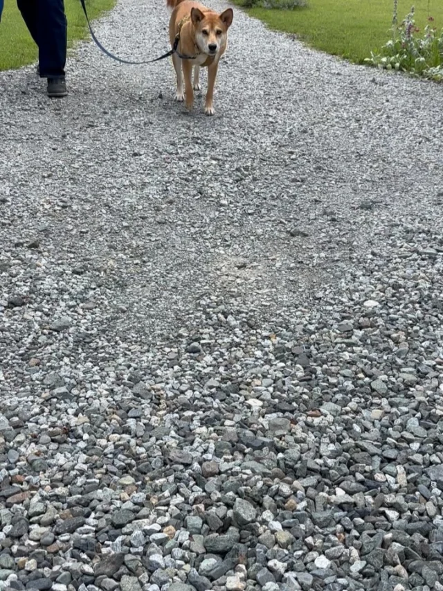 .
【ご宿泊わんちゃんのご紹介】

可愛いお友達のご紹介🐶
ありがとうございました♪

______________________________

📷🐶🐶🐶📷

ご宿泊中に撮影された愛犬のお写真/動画を随時募集！
ご共有をいただいたお写真は当アカウントでご紹介

DMなどでお気軽にご連絡ください✉️

📷🐶🐶🐶📷

アルマガーデンドッグスは八ヶ岳に佇む、
わんちゃんと過ごせるオーベルジュ

-日常を忘れて愛犬との贅沢な時間をお過ごしください-

🐕🍽️🏡 @arumagardendogs

＝＝＝＝＝＝＝＝＝＝＝＝＝＝＝＝

【ご予約はこちらから✍️】

💻▽オフィシャルサイト予約フォーム
プロフィールにリンクしているホームページからどうぞ🏷️

【お問い合わせなどはお気軽に🐕】

📞0551-45-7679

＝＝＝＝＝＝＝＝＝＝＝＝＝＝＝＝

ARUMA GARDEN DOGS
-アルマガーデンドッグス-

【住所】
📍山梨県北杜市大泉町西井出8240-6520

【電話番号】
📞0551-45-7679

______________________________

#アルマガーデンドッグス #ペットと泊まれる宿 #愛犬と泊まれる宿 
#ワンコとお出かけ #わんことお出かけ 
#天然芝 #専用ドッグラン #ドッグラン完備 #プライベートドッグラン
#1日1組 #プライベートコテージ  #ラグジュアリーホテル #ログハウス #コテージ #ホテル 
#アフタヌーンティー #北杜市ランチ #オーベルジュ
#フランス料理 #八ヶ岳フレンチレストラン #オーベルジュ #北杜市フレンチ
#ガーデン #バラ好きな人と繋がりたい
#八ヶ岳 #北杜市 #山梨県