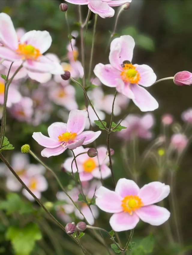 .
【深まる秋】

八ヶ岳の今シーズン最後のお花は秋明菊とコルチカムです🌸
可愛いピンクが咲き乱れています✨

______________________________

LUXURY HOLIDAY
WITH DOGS

-愛犬と過ごす贅沢な休日-

🐕🐕🐕

アルマガーデンドッグスは
八ヶ岳にひっそりと佇む

コテージとログハウスの全2棟で、それぞれ1日1組限定

代官山、渋谷のレストランで修業したオーナーシェフがフレンチのコースをご提供
わんちゃんもご一緒に

-日常を忘れて愛犬との贅沢な時間をお過ごしください-

🐕🍽️🏡 @arumagardendogs

＝＝＝＝＝＝＝＝＝＝＝＝＝＝＝＝

【ご予約はこちらから✍️】

💻▽オフィシャルサイト予約フォーム
プロフィールにリンクしているホームページからどうぞ🏷️

【お問い合わせなどはお気軽に🐕】

📞0551-45-7679

＝＝＝＝＝＝＝＝＝＝＝＝＝＝＝＝

ARUMA GARDEN DOGS
-アルマガーデンドッグス-

【住所】
📍山梨県北杜市大泉町西井出8240-6520

【電話番号】
📞0551-45-7679

______________________________

#アルマガーデンドッグス #ペットと泊まれる宿 #愛犬と泊まれる宿 
#ワンコとお出かけ #わんことお出かけ 
#天然芝 #専用ドッグラン #ドッグラン完備 #プライベートドッグラン
#1日1組 #プライベートコテージ  #ラグジュアリーホテル #ログハウス #コテージ #ホテル 
#アフタヌーンティー #北杜市ランチ #オーベルジュ
#フランス料理 #八ヶ岳フレンチレストラン #オーベルジュ #北杜市フレンチ
#ガーデン #バラ好きな人と繋がりたい
#八ヶ岳 #北杜市 #山梨県