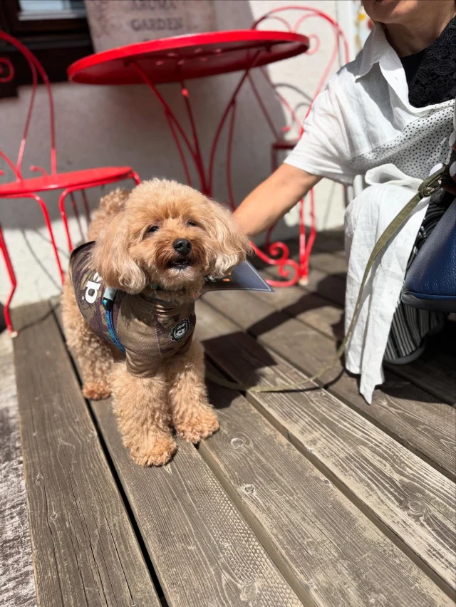 .
【ご宿泊わんちゃんのご紹介】

可愛いお友達のご紹介🐶
ありがとうございました♪
______________________________

📷🐶🐶🐶📷

ご宿泊中に撮影された愛犬のお写真/動画を随時募集！
ご共有をいただいたお写真は当アカウントでご紹介

DMなどでお気軽にご連絡ください✉️

📷🐶🐶🐶📷

アルマガーデンドッグスは八ヶ岳に佇む、
わんちゃんと過ごせるオーベルジュ

-日常を忘れて愛犬との贅沢な時間をお過ごしください-

🐕🍽️🏡 @arumagardendogs

＝＝＝＝＝＝＝＝＝＝＝＝＝＝＝＝

【ご予約はこちらから✍️】

💻▽オフィシャルサイト予約フォーム
プロフィールにリンクしているホームページからどうぞ🏷️

【お問い合わせなどはお気軽に🐕】

📞0551-45-7679

＝＝＝＝＝＝＝＝＝＝＝＝＝＝＝＝

ARUMA GARDEN DOGS
-アルマガーデンドッグス-

【住所】
📍山梨県北杜市大泉町西井出8240-6520

【電話番号】
📞0551-45-7679

______________________________

#アルマガーデンドッグス #ペットと泊まれる宿 #愛犬と泊まれる宿 
#ワンコとお出かけ #わんことお出かけ 
#天然芝 #専用ドッグラン #ドッグラン完備 #プライベートドッグラン
#1日1組 #プライベートコテージ  #ラグジュアリーホテル #ログハウス #コテージ #ホテル 
#アフタヌーンティー #北杜市ランチ #オーベルジュ
#フランス料理 #八ヶ岳フレンチレストラン #オーベルジュ #北杜市フレンチ
#ガーデン #バラ好きな人と繋がりたい
#八ヶ岳 #北杜市 #山梨県