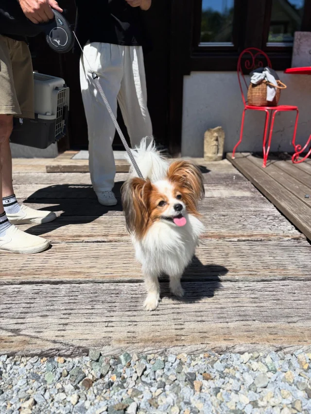 .
【ご宿泊わんちゃんのご紹介】

可愛いお友達のご紹介🐶
ありがとうございました♪
______________________________

📷🐶🐶🐶📷

ご宿泊中に撮影された愛犬のお写真/動画を随時募集！
ご共有をいただいたお写真は当アカウントでご紹介

DMなどでお気軽にご連絡ください✉️

📷🐶🐶🐶📷

アルマガーデンドッグスは八ヶ岳に佇む、
わんちゃんと過ごせるオーベルジュ

-日常を忘れて愛犬との贅沢な時間をお過ごしください-

🐕🍽️🏡 @arumagardendogs

＝＝＝＝＝＝＝＝＝＝＝＝＝＝＝＝

【ご予約はこちらから✍️】

💻▽オフィシャルサイト予約フォーム
プロフィールにリンクしているホームページからどうぞ🏷️

【お問い合わせなどはお気軽に🐕】

📞0551-45-7679

＝＝＝＝＝＝＝＝＝＝＝＝＝＝＝＝

ARUMA GARDEN DOGS
-アルマガーデンドッグス-

【住所】
📍山梨県北杜市大泉町西井出8240-6520

【電話番号】
📞0551-45-7679

______________________________

#アルマガーデンドッグス #ペットと泊まれる宿 #愛犬と泊まれる宿 
#ワンコとお出かけ #わんことお出かけ 
#天然芝 #専用ドッグラン #ドッグラン完備 #プライベートドッグラン
#1日1組 #プライベートコテージ  #ラグジュアリーホテル #ログハウス #コテージ #ホテル 
#アフタヌーンティー #北杜市ランチ #オーベルジュ
#フランス料理 #八ヶ岳フレンチレストラン #オーベルジュ #北杜市フレンチ
#ガーデン #バラ好きな人と繋がりたい
#八ヶ岳 #北杜市 #山梨県