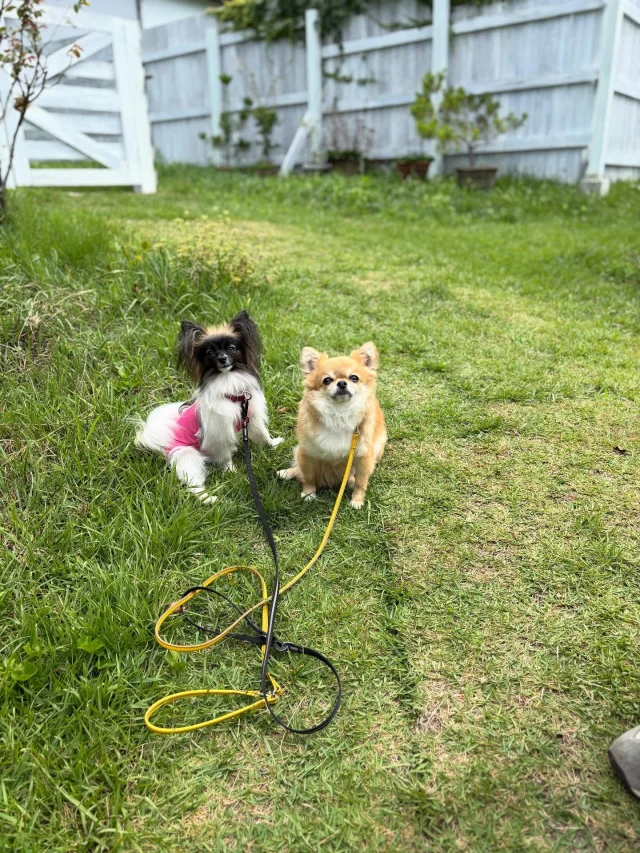 .
【ご宿泊わんちゃんのご紹介】

可愛いお友達のご紹介🐶
ありがとうございました♪
______________________________

📷🐶🐶🐶📷

ご宿泊中に撮影された愛犬のお写真/動画を随時募集！
ご共有をいただいたお写真は当アカウントでご紹介

DMなどでお気軽にご連絡ください✉️

📷🐶🐶🐶📷

アルマガーデンドッグスは八ヶ岳に佇む、
わんちゃんと過ごせるオーベルジュ

-日常を忘れて愛犬との贅沢な時間をお過ごしください-

🐕🍽️🏡 @arumagardendogs

＝＝＝＝＝＝＝＝＝＝＝＝＝＝＝＝

【ご予約はこちらから✍️】

💻▽オフィシャルサイト予約フォーム
プロフィールにリンクしているホームページからどうぞ🏷️

【お問い合わせなどはお気軽に🐕】

📞0551-45-7679

＝＝＝＝＝＝＝＝＝＝＝＝＝＝＝＝

ARUMA GARDEN DOGS
-アルマガーデンドッグス-

【住所】
📍山梨県北杜市大泉町西井出8240-6520

【電話番号】
📞0551-45-7679

______________________________

#アルマガーデンドッグス #ペットと泊まれる宿 #愛犬と泊まれる宿 
#ワンコとお出かけ #わんことお出かけ 
#天然芝 #専用ドッグラン #ドッグラン完備 #プライベートドッグラン
#1日1組 #プライベートコテージ  #ラグジュアリーホテル #ログハウス #コテージ #ホテル 
#アフタヌーンティー #北杜市ランチ #オーベルジュ
#フランス料理 #八ヶ岳フレンチレストラン #オーベルジュ #北杜市フレンチ
#ガーデン #バラ好きな人と繋がりたい
#八ヶ岳 #北杜市 #山梨県