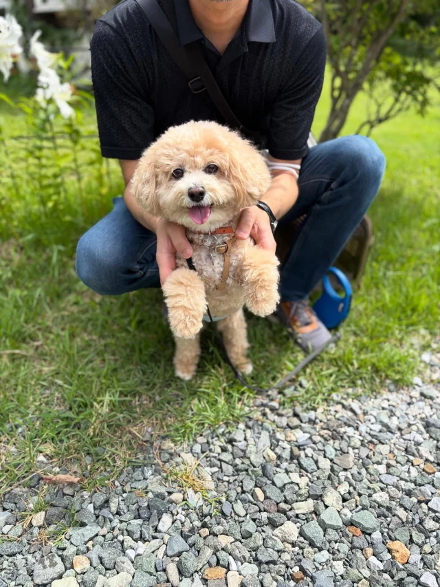 .
【ご宿泊わんちゃんのご紹介】

可愛いお友達のご紹介🐶
ありがとうございました♪
______________________________

📷🐶🐶🐶📷

ご宿泊中に撮影された愛犬のお写真/動画を随時募集！
ご共有をいただいたお写真は当アカウントでご紹介

DMなどでお気軽にご連絡ください✉️

📷🐶🐶🐶📷

アルマガーデンドッグスは八ヶ岳に佇む、
わんちゃんと過ごせるオーベルジュ

-日常を忘れて愛犬との贅沢な時間をお過ごしください-

🐕🍽️🏡 @arumagardendogs

＝＝＝＝＝＝＝＝＝＝＝＝＝＝＝＝

【ご予約はこちらから✍️】

💻▽オフィシャルサイト予約フォーム
プロフィールにリンクしているホームページからどうぞ🏷️

【お問い合わせなどはお気軽に🐕】

📞0551-45-7679

＝＝＝＝＝＝＝＝＝＝＝＝＝＝＝＝

ARUMA GARDEN DOGS
-アルマガーデンドッグス-

【住所】
📍山梨県北杜市大泉町西井出8240-6520

【電話番号】
📞0551-45-7679

______________________________

#アルマガーデンドッグス #ペットと泊まれる宿 #愛犬と泊まれる宿 
#ワンコとお出かけ #わんことお出かけ 
#天然芝 #専用ドッグラン #ドッグラン完備 #プライベートドッグラン
#1日1組 #プライベートコテージ  #ラグジュアリーホテル #ログハウス #コテージ #ホテル 
#アフタヌーンティー #北杜市ランチ #オーベルジュ
#フランス料理 #八ヶ岳フレンチレストラン #オーベルジュ #北杜市フレンチ
#ガーデン #バラ好きな人と繋がりたい
#八ヶ岳 #北杜市 #山梨県