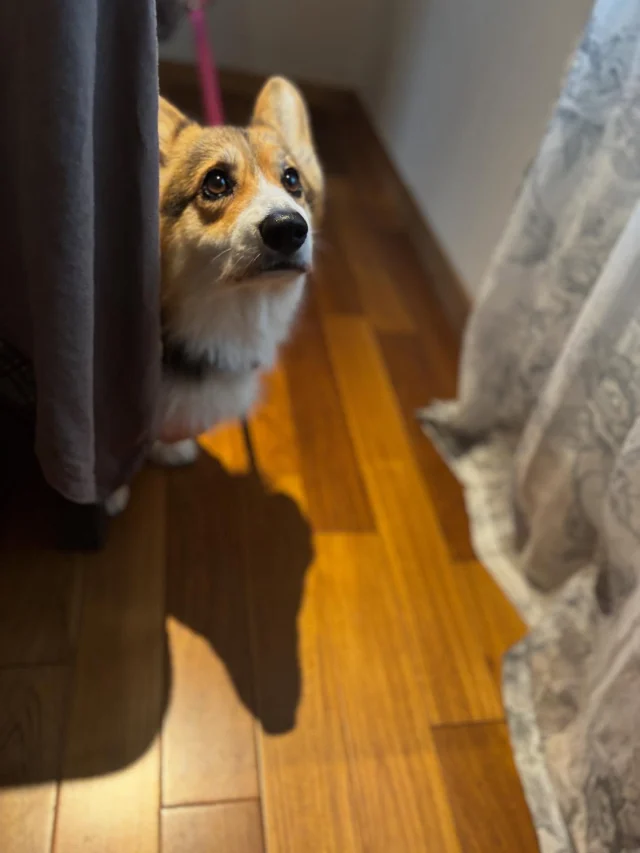 .
【ご宿泊わんちゃんのご紹介】

可愛いお友達のご紹介🐶
ありがとうございました♪
______________________________

📷🐶🐶🐶📷

ご宿泊中に撮影された愛犬のお写真/動画を随時募集！
ご共有をいただいたお写真は当アカウントでご紹介

DMなどでお気軽にご連絡ください✉️

📷🐶🐶🐶📷

アルマガーデンドッグスは八ヶ岳に佇む、
わんちゃんと過ごせるオーベルジュ

-日常を忘れて愛犬との贅沢な時間をお過ごしください-

🐕🍽️🏡 @arumagardendogs

＝＝＝＝＝＝＝＝＝＝＝＝＝＝＝＝

【ご予約はこちらから✍️】

💻▽オフィシャルサイト予約フォーム
プロフィールにリンクしているホームページからどうぞ🏷️

【お問い合わせなどはお気軽に🐕】

📞0551-45-7679

＝＝＝＝＝＝＝＝＝＝＝＝＝＝＝＝

ARUMA GARDEN DOGS
-アルマガーデンドッグス-

【住所】
📍山梨県北杜市大泉町西井出8240-6520

【電話番号】
📞0551-45-7679

______________________________

#アルマガーデンドッグス #ペットと泊まれる宿 #愛犬と泊まれる宿 
#ワンコとお出かけ #わんことお出かけ 
#天然芝 #専用ドッグラン #ドッグラン完備 #プライベートドッグラン
#1日1組 #プライベートコテージ  #ラグジュアリーホテル #ログハウス #コテージ #ホテル 
#アフタヌーンティー #北杜市ランチ #オーベルジュ
#フランス料理 #八ヶ岳フレンチレストラン #オーベルジュ #北杜市フレンチ
#ガーデン #バラ好きな人と繋がりたい
#八ヶ岳 #北杜市 #山梨県