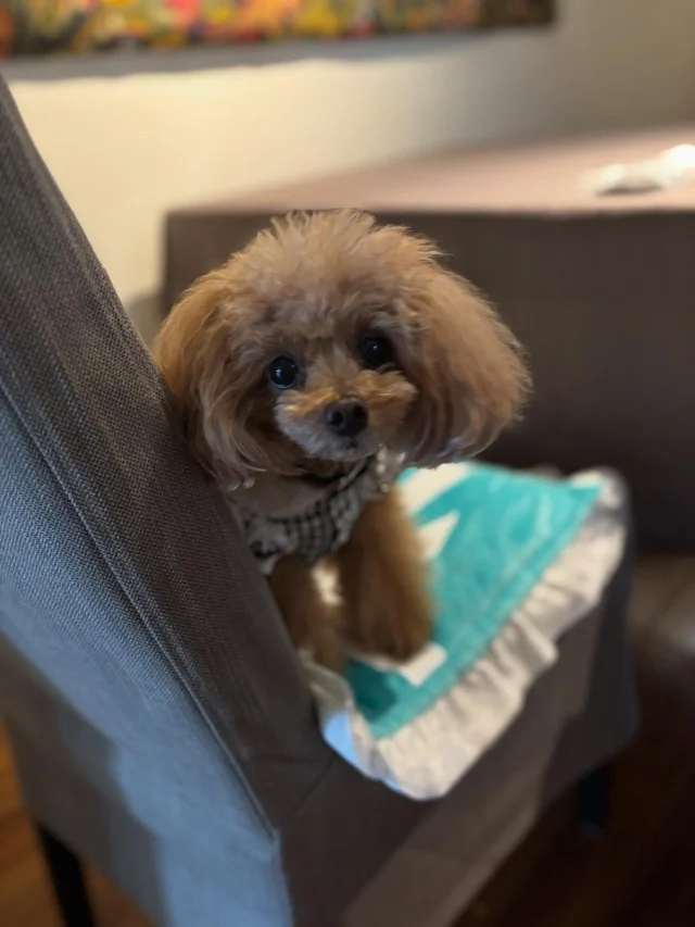 .
【ご宿泊わんちゃんのご紹介】

可愛いお友達のご紹介🐶
ありがとうございました♪
______________________________

📷🐶🐶🐶📷

ご宿泊中に撮影された愛犬のお写真/動画を随時募集！
ご共有をいただいたお写真は当アカウントでご紹介

DMなどでお気軽にご連絡ください✉️

📷🐶🐶🐶📷

アルマガーデンドッグスは八ヶ岳に佇む、
わんちゃんと過ごせるオーベルジュ

-日常を忘れて愛犬との贅沢な時間をお過ごしください-

🐕🍽️🏡 @arumagardendogs

＝＝＝＝＝＝＝＝＝＝＝＝＝＝＝＝

【ご予約はこちらから✍️】

💻▽オフィシャルサイト予約フォーム
プロフィールにリンクしているホームページからどうぞ🏷️

【お問い合わせなどはお気軽に🐕】

📞0551-45-7679

＝＝＝＝＝＝＝＝＝＝＝＝＝＝＝＝

ARUMA GARDEN DOGS
-アルマガーデンドッグス-

【住所】
📍山梨県北杜市大泉町西井出8240-6520

【電話番号】
📞0551-45-7679

______________________________

#アルマガーデンドッグス #ペットと泊まれる宿 #愛犬と泊まれる宿 
#ワンコとお出かけ #わんことお出かけ 
#天然芝 #専用ドッグラン #ドッグラン完備 #プライベートドッグラン
#1日1組 #プライベートコテージ  #ラグジュアリーホテル #ログハウス #コテージ #ホテル 
#アフタヌーンティー #北杜市ランチ #オーベルジュ
#フランス料理 #八ヶ岳フレンチレストラン #オーベルジュ #北杜市フレンチ
#ガーデン #バラ好きな人と繋がりたい
#八ヶ岳 #北杜市 #山梨県