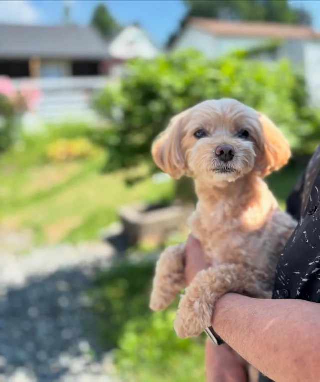 .
【ご宿泊わんちゃんのご紹介】
可愛いお友達のご紹介🐶
ありがとうございました♪
______________________________
📷🐶🐶🐶📷
ご宿泊中に撮影された愛犬のお写真/動画を随時募集!
ご共有をいただいたお写真は当アカウントでご紹介
DMなどでお気軽にご連絡ください✉️
📷🐶🐶🐶📷
アルマガーデンドッグスは八ヶ岳に佇む、
わんちゃんと過ごせるオーベルジュ
-日常を忘れて愛犬との贅沢な時間をお過ごしください-
🐕🍽️🏡 @arumagardendogs
================
【ご予約はこちらから✍️】
💻▽オフィシャルサイト予約フォーム
プロフィールにリンクしているホームページからどうぞ🏷️
【お問い合わせなどはお気軽に🐕】
📞0551-45-7679
================
ARUMA GARDEN DOGS
-アルマガーデンドッグス-
【住所】
📍山梨県北杜市大泉町西井出8240-6520
【電話番号】
📞0551-45-7679
______________________________
#アルマガーデンドッグス #ペットと泊まれる宿 #愛犬と泊まれる宿 
#ワンコとお出かけ #わんことお出かけ 
#天然芝 #専用ドッグラン #ドッグラン完備 #プライベートドッグラン
#1日1組 #プライベートコテージ  #ラグジュアリーホテル #ログハウス #コテージ #ホテル 
#アフタヌーンティー #北杜市ランチ #オーベルジュ
#フランス料理 #八ヶ岳フレンチレストラン #オーベルジュ #北杜市フレンチ
#ガーデン #バラ好きな人と繋がりたい
#八ヶ岳 #北杜市 #山梨県