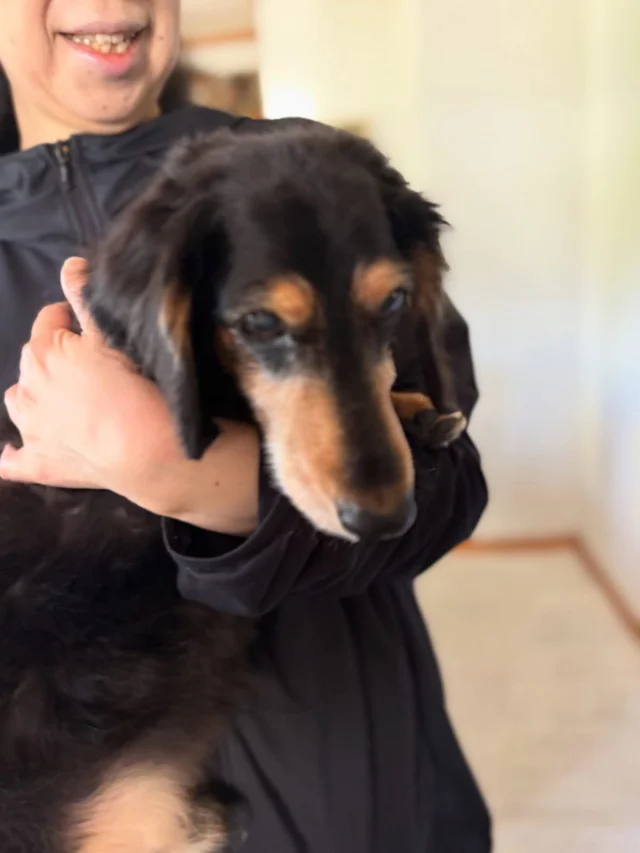 .
【ご宿泊わんちゃんのご紹介】

可愛いお友達のご紹介🐶
ありがとうございました♪
______________________________

📷🐶🐶🐶📷

ご宿泊中に撮影された愛犬のお写真/動画を随時募集！
ご共有をいただいたお写真は当アカウントでご紹介

DMなどでお気軽にご連絡ください✉️

📷🐶🐶🐶📷

アルマガーデンドッグスは八ヶ岳に佇む、
わんちゃんと過ごせるオーベルジュ

-日常を忘れて愛犬との贅沢な時間をお過ごしください-

🐕🍽️🏡 @arumagardendogs

＝＝＝＝＝＝＝＝＝＝＝＝＝＝＝＝

【ご予約はこちらから✍️】

💻▽オフィシャルサイト予約フォーム
プロフィールにリンクしているホームページからどうぞ🏷️

【お問い合わせなどはお気軽に🐕】

📞0551-45-7679

＝＝＝＝＝＝＝＝＝＝＝＝＝＝＝＝

ARUMA GARDEN DOGS
-アルマガーデンドッグス-

【住所】
📍山梨県北杜市大泉町西井出8240-6520

【電話番号】
📞0551-45-7679

______________________________

#アルマガーデンドッグス #ペットと泊まれる宿 #愛犬と泊まれる宿 
#ワンコとお出かけ #わんことお出かけ 
#天然芝 #専用ドッグラン #ドッグラン完備 #プライベートドッグラン
#1日1組 #プライベートコテージ  #ラグジュアリーホテル #ログハウス #コテージ #ホテル 
#アフタヌーンティー #北杜市ランチ #オーベルジュ
#フランス料理 #八ヶ岳フレンチレストラン #オーベルジュ #北杜市フレンチ
#ガーデン #バラ好きな人と繋がりたい
#八ヶ岳 #北杜市 #山梨県