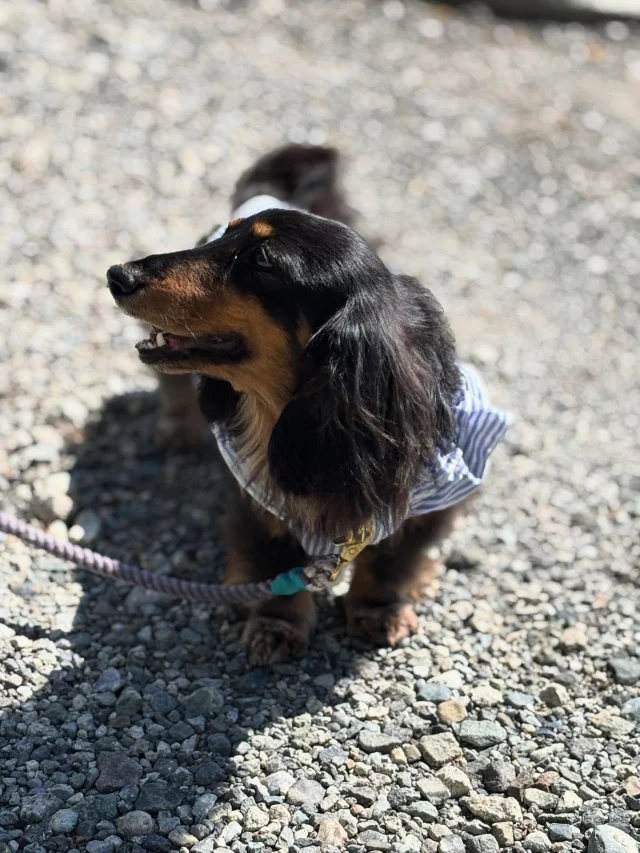 .
【ご宿泊わんちゃんのご紹介】
可愛いお友達のご紹介🐶
ありがとうございました♪
______________________________
📷🐶🐶🐶📷
ご宿泊中に撮影された愛犬のお写真/動画を随時募集!
ご共有をいただいたお写真は当アカウントでご紹介
DMなどでお気軽にご連絡ください✉️
📷🐶🐶🐶📷
アルマガーデンドッグスは八ヶ岳に佇む、
わんちゃんと過ごせるオーベルジュ
-日常を忘れて愛犬との贅沢な時間をお過ごしください-
🐕🍽️🏡 @arumagardendogs
================
【ご予約はこちらから✍️】
💻▽オフィシャルサイト予約フォーム
プロフィールにリンクしているホームページからどうぞ🏷️
【お問い合わせなどはお気軽に🐕】
📞0551-45-7679
================
ARUMA GARDEN DOGS
-アルマガーデンドッグス-
【住所】
📍山梨県北杜市大泉町西井出8240-6520
【電話番号】
📞0551-45-7679
______________________________
#アルマガーデンドッグス #ペットと泊まれる宿 #愛犬と泊まれる宿 
#ワンコとお出かけ #わんことお出かけ 
#天然芝 #専用ドッグラン #ドッグラン完備 #プライベートドッグラン
#1日1組 #プライベートコテージ  #ラグジュアリーホテル #ログハウス #コテージ #ホテル 
#アフタヌーンティー #北杜市ランチ #オーベルジュ
#フランス料理 #八ヶ岳フレンチレストラン #オーベルジュ #北杜市フレンチ
#ガーデン #バラ好きな人と繋がりたい
#八ヶ岳 #北杜市 #山梨県