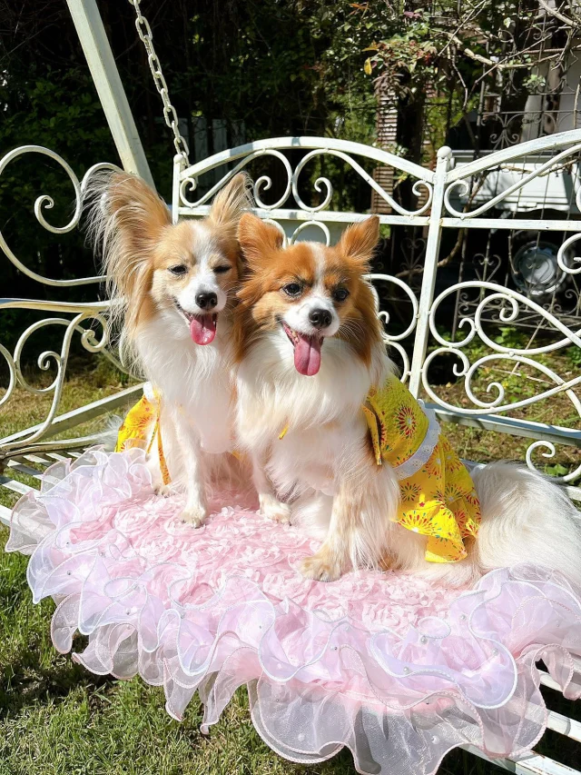 .
【ご宿泊わんちゃんのご紹介】
可愛いお友達のご紹介🐶
ありがとうございました♪
______________________________
📷🐶🐶🐶📷
ご宿泊中に撮影された愛犬のお写真/動画を随時募集!
ご共有をいただいたお写真は当アカウントでご紹介
DMなどでお気軽にご連絡ください✉️
📷🐶🐶🐶📷
アルマガーデンドッグスは八ヶ岳に佇む、
わんちゃんと過ごせるオーベルジュ
-日常を忘れて愛犬との贅沢な時間をお過ごしください-
🐕🍽️🏡 @arumagardendogs
================
【ご予約はこちらから✍️】
💻▽オフィシャルサイト予約フォーム
プロフィールにリンクしているホームページからどうぞ🏷️
【お問い合わせなどはお気軽に🐕】
📞0551-45-7679
================
ARUMA GARDEN DOGS
-アルマガーデンドッグス-
【住所】
📍山梨県北杜市大泉町西井出8240-6520
【電話番号】
📞0551-45-7679
______________________________
#アルマガーデンドッグス #ペットと泊まれる宿 #愛犬と泊まれる宿 
#ワンコとお出かけ #わんことお出かけ 
#天然芝 #専用ドッグラン #ドッグラン完備 #プライベートドッグラン
#1日1組 #プライベートコテージ  #ラグジュアリーホテル #ログハウス #コテージ #ホテル 
#アフタヌーンティー #北杜市ランチ #オーベルジュ
#フランス料理 #八ヶ岳フレンチレストラン #オーベルジュ #北杜市フレンチ
#ガーデン #バラ好きな人と繋がりたい
#八ヶ岳 #北杜市 #山梨県