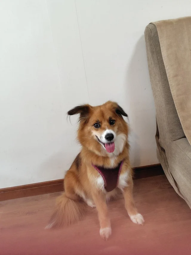 .
【ご宿泊わんちゃんのご紹介】
可愛いお友達のご紹介🐶
ありがとうございました♪
______________________________
📷🐶🐶🐶📷
ご宿泊中に撮影された愛犬のお写真/動画を随時募集!
ご共有をいただいたお写真は当アカウントでご紹介
DMなどでお気軽にご連絡ください✉️
📷🐶🐶🐶📷
アルマガーデンドッグスは八ヶ岳に佇む、
わんちゃんと過ごせるオーベルジュ
-日常を忘れて愛犬との贅沢な時間をお過ごしください-
🐕🍽️🏡 @arumagardendogs
================
【ご予約はこちらから✍️】
💻▽オフィシャルサイト予約フォーム
プロフィールにリンクしているホームページからどうぞ🏷️
【お問い合わせなどはお気軽に🐕】
📞0551-45-7679
================
ARUMA GARDEN DOGS
-アルマガーデンドッグス-
【住所】
📍山梨県北杜市大泉町西井出8240-6520
【電話番号】
📞0551-45-7679
______________________________
#アルマガーデンドッグス #ペットと泊まれる宿 #愛犬と泊まれる宿 
#ワンコとお出かけ #わんことお出かけ 
#天然芝 #専用ドッグラン #ドッグラン完備 #プライベートドッグラン
#1日1組 #プライベートコテージ  #ラグジュアリーホテル #ログハウス #コテージ #ホテル 
#アフタヌーンティー #北杜市ランチ #オーベルジュ
#フランス料理 #八ヶ岳フレンチレストラン #オーベルジュ #北杜市フレンチ
#ガーデン #バラ好きな人と繋がりたい
#八ヶ岳 #北杜市 #山梨県