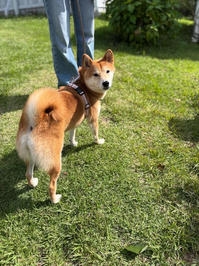 .
【ご宿泊わんちゃんのご紹介】

可愛いお友達のご紹介🐶
ありがとうございました♪
______________________________

📷🐶🐶🐶📷

ご宿泊中に撮影された愛犬のお写真/動画を随時募集！
ご共有をいただいたお写真は当アカウントでご紹介

DMなどでお気軽にご連絡ください✉️

📷🐶🐶🐶📷

アルマガーデンドッグスは八ヶ岳に佇む、
わんちゃんと過ごせるオーベルジュ

-日常を忘れて愛犬との贅沢な時間をお過ごしください-

🐕🍽️🏡 @arumagardendogs

＝＝＝＝＝＝＝＝＝＝＝＝＝＝＝＝

【ご予約はこちらから✍️】

💻▽オフィシャルサイト予約フォーム
プロフィールにリンクしているホームページからどうぞ🏷️

【お問い合わせなどはお気軽に🐕】

📞0551-45-7679

＝＝＝＝＝＝＝＝＝＝＝＝＝＝＝＝

ARUMA GARDEN DOGS
-アルマガーデンドッグス-

【住所】
📍山梨県北杜市大泉町西井出8240-6520

【電話番号】
📞0551-45-7679

______________________________

#アルマガーデンドッグス #ペットと泊まれる宿 #愛犬と泊まれる宿 
#ワンコとお出かけ #わんことお出かけ 
#天然芝 #専用ドッグラン #ドッグラン完備 #プライベートドッグラン
#1日1組 #プライベートコテージ  #ラグジュアリーホテル #ログハウス #コテージ #ホテル 
#アフタヌーンティー #北杜市ランチ #オーベルジュ
#フランス料理 #八ヶ岳フレンチレストラン #オーベルジュ #北杜市フレンチ
#ガーデン #バラ好きな人と繋がりたい
#八ヶ岳 #北杜市 #山梨県