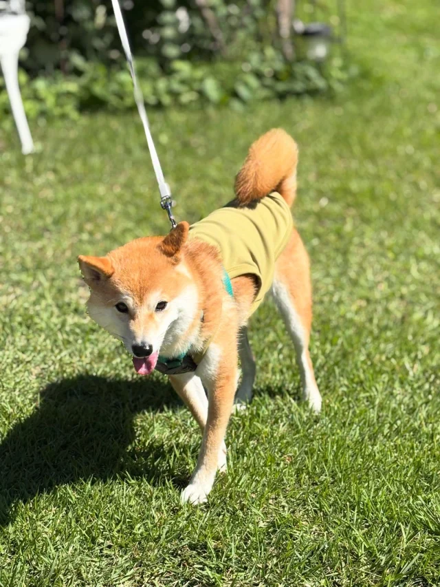 .
【ご宿泊わんちゃんのご紹介】
可愛いお友達のご紹介🐶
ありがとうございました♪
______________________________
📷🐶🐶🐶📷
ご宿泊中に撮影された愛犬のお写真/動画を随時募集!
ご共有をいただいたお写真は当アカウントでご紹介
DMなどでお気軽にご連絡ください✉️
📷🐶🐶🐶📷
アルマガーデンドッグスは八ヶ岳に佇む、
わんちゃんと過ごせるオーベルジュ
-日常を忘れて愛犬との贅沢な時間をお過ごしください-
🐕🍽️🏡 @arumagardendogs
================
【ご予約はこちらから✍️】
💻▽オフィシャルサイト予約フォーム
プロフィールにリンクしているホームページからどうぞ🏷️
【お問い合わせなどはお気軽に🐕】
📞0551-45-7679
================
ARUMA GARDEN DOGS
-アルマガーデンドッグス-
【住所】
📍山梨県北杜市大泉町西井出8240-6520
【電話番号】
📞0551-45-7679
______________________________
#アルマガーデンドッグス #ペットと泊まれる宿 #愛犬と泊まれる宿 
#ワンコとお出かけ #わんことお出かけ 
#天然芝 #専用ドッグラン #ドッグラン完備 #プライベートドッグラン
#1日1組 #プライベートコテージ  #ラグジュアリーホテル #ログハウス #コテージ #ホテル 
#アフタヌーンティー #北杜市ランチ #オーベルジュ
#フランス料理 #八ヶ岳フレンチレストラン #オーベルジュ #北杜市フレンチ
#ガーデン #バラ好きな人と繋がりたい
#八ヶ岳 #北杜市 #山梨県