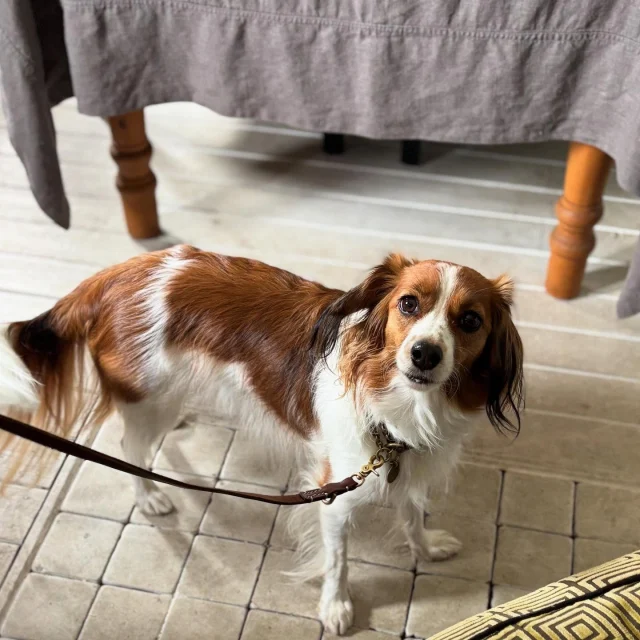 .
【ご宿泊わんちゃんのご紹介】

可愛いお友達のご紹介🐶
ありがとうございました♪
______________________________

📷🐶🐶🐶📷

ご宿泊中に撮影された愛犬のお写真/動画を随時募集！
ご共有をいただいたお写真は当アカウントでご紹介

DMなどでお気軽にご連絡ください✉️

📷🐶🐶🐶📷

アルマガーデンドッグスは八ヶ岳に佇む、
わんちゃんと過ごせるオーベルジュ

-日常を忘れて愛犬との贅沢な時間をお過ごしください-

🐕🍽️🏡 @arumagardendogs

＝＝＝＝＝＝＝＝＝＝＝＝＝＝＝＝

【ご予約はこちらから✍️】

💻▽オフィシャルサイト予約フォーム
プロフィールにリンクしているホームページからどうぞ🏷️

【お問い合わせなどはお気軽に🐕】

📞0551-45-7679

＝＝＝＝＝＝＝＝＝＝＝＝＝＝＝＝

ARUMA GARDEN DOGS
-アルマガーデンドッグス-

【住所】
📍山梨県北杜市大泉町西井出8240-6520

【電話番号】
📞0551-45-7679

______________________________

#アルマガーデンドッグス #ペットと泊まれる宿 #愛犬と泊まれる宿 
#ワンコとお出かけ #わんことお出かけ 
#天然芝 #専用ドッグラン #ドッグラン完備 #プライベートドッグラン
#1日1組 #プライベートコテージ  #ラグジュアリーホテル #ログハウス #コテージ #ホテル 
#アフタヌーンティー #北杜市ランチ #オーベルジュ
#フランス料理 #八ヶ岳フレンチレストラン #オーベルジュ #北杜市フレンチ
#ガーデン #バラ好きな人と繋がりたい
#八ヶ岳 #北杜市 #山梨県