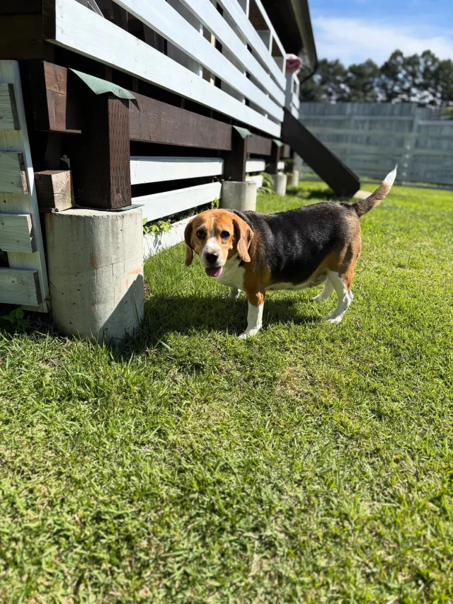 .
【ご宿泊わんちゃんのご紹介】

可愛いお友達のご紹介🐶
ありがとうございました♪
______________________________

📷🐶🐶🐶📷

ご宿泊中に撮影された愛犬のお写真/動画を随時募集！
ご共有をいただいたお写真は当アカウントでご紹介

DMなどでお気軽にご連絡ください✉️

📷🐶🐶🐶📷

アルマガーデンドッグスは八ヶ岳に佇む、
わんちゃんと過ごせるオーベルジュ

-日常を忘れて愛犬との贅沢な時間をお過ごしください-

🐕🍽️🏡 @arumagardendogs

＝＝＝＝＝＝＝＝＝＝＝＝＝＝＝＝

【ご予約はこちらから✍️】

💻▽オフィシャルサイト予約フォーム
プロフィールにリンクしているホームページからどうぞ🏷️

【お問い合わせなどはお気軽に🐕】

📞0551-45-7679

＝＝＝＝＝＝＝＝＝＝＝＝＝＝＝＝

ARUMA GARDEN DOGS
-アルマガーデンドッグス-

【住所】
📍山梨県北杜市大泉町西井出8240-6520

【電話番号】
📞0551-45-7679

______________________________

#アルマガーデンドッグス #ペットと泊まれる宿 #愛犬と泊まれる宿 
#ワンコとお出かけ #わんことお出かけ 
#天然芝 #専用ドッグラン #ドッグラン完備 #プライベートドッグラン
#1日1組 #プライベートコテージ  #ラグジュアリーホテル #ログハウス #コテージ #ホテル 
#アフタヌーンティー #北杜市ランチ #オーベルジュ
#フランス料理 #八ヶ岳フレンチレストラン #オーベルジュ #北杜市フレンチ
#ガーデン #バラ好きな人と繋がりたい
#八ヶ岳 #北杜市 #山梨県