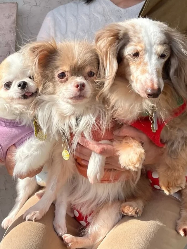 .
【ご宿泊わんちゃんのご紹介】

可愛いお友達のご紹介🐶
ありがとうございました♪
______________________________

📷🐶🐶🐶📷

ご宿泊中に撮影された愛犬のお写真/動画を随時募集！
ご共有をいただいたお写真は当アカウントでご紹介

DMなどでお気軽にご連絡ください✉️

📷🐶🐶🐶📷

アルマガーデンドッグスは八ヶ岳に佇む、
わんちゃんと過ごせるオーベルジュ

-日常を忘れて愛犬との贅沢な時間をお過ごしください-

🐕🍽️🏡 @arumagardendogs

＝＝＝＝＝＝＝＝＝＝＝＝＝＝＝＝

【ご予約はこちらから✍️】

💻▽オフィシャルサイト予約フォーム
プロフィールにリンクしているホームページからどうぞ🏷️

【お問い合わせなどはお気軽に🐕】

📞0551-45-7679

＝＝＝＝＝＝＝＝＝＝＝＝＝＝＝＝

ARUMA GARDEN DOGS
-アルマガーデンドッグス-

【住所】
📍山梨県北杜市大泉町西井出8240-6520

【電話番号】
📞0551-45-7679

______________________________

#アルマガーデンドッグス #ペットと泊まれる宿 #愛犬と泊まれる宿 
#ワンコとお出かけ #わんことお出かけ 
#天然芝 #専用ドッグラン #ドッグラン完備 #プライベートドッグラン
#1日1組 #プライベートコテージ  #ラグジュアリーホテル #ログハウス #コテージ #ホテル 
#アフタヌーンティー #北杜市ランチ #オーベルジュ
#フランス料理 #八ヶ岳フレンチレストラン #オーベルジュ #北杜市フレンチ
#ガーデン #バラ好きな人と繋がりたい
#八ヶ岳 #北杜市 #山梨県