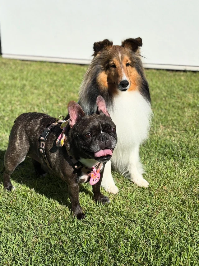 .
【ご宿泊わんちゃんのご紹介】

可愛いお友達のご紹介🐶
ありがとうございました♪
______________________________

📷🐶🐶🐶📷

ご宿泊中に撮影された愛犬のお写真/動画を随時募集！
ご共有をいただいたお写真は当アカウントでご紹介

DMなどでお気軽にご連絡ください✉️

📷🐶🐶🐶📷

アルマガーデンドッグスは八ヶ岳に佇む、
わんちゃんと過ごせるオーベルジュ

-日常を忘れて愛犬との贅沢な時間をお過ごしください-

🐕🍽️🏡 @arumagardendogs

＝＝＝＝＝＝＝＝＝＝＝＝＝＝＝＝

【ご予約はこちらから✍️】

💻▽オフィシャルサイト予約フォーム
プロフィールにリンクしているホームページからどうぞ🏷️

【お問い合わせなどはお気軽に🐕】

📞0551-45-7679

＝＝＝＝＝＝＝＝＝＝＝＝＝＝＝＝

ARUMA GARDEN DOGS
-アルマガーデンドッグス-

【住所】
📍山梨県北杜市大泉町西井出8240-6520

【電話番号】
📞0551-45-7679

______________________________

#アルマガーデンドッグス #ペットと泊まれる宿 #愛犬と泊まれる宿 
#ワンコとお出かけ #わんことお出かけ 
#天然芝 #専用ドッグラン #ドッグラン完備 #プライベートドッグラン
#1日1組 #プライベートコテージ  #ラグジュアリーホテル #ログハウス #コテージ #ホテル 
#アフタヌーンティー #北杜市ランチ #オーベルジュ
#フランス料理 #八ヶ岳フレンチレストラン #オーベルジュ #北杜市フレンチ
#ガーデン #バラ好きな人と繋がりたい
#八ヶ岳 #北杜市 #山梨県