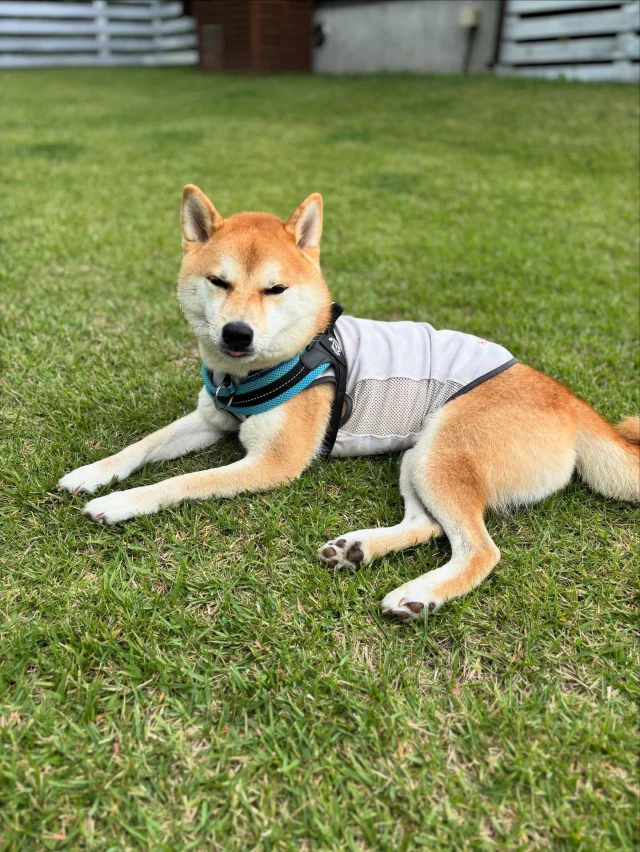 .
【ご宿泊わんちゃんのご紹介】

可愛いお友達のご紹介🐶
ありがとうございました♪
______________________________

📷🐶🐶🐶📷

ご宿泊中に撮影された愛犬のお写真/動画を随時募集！
ご共有をいただいたお写真は当アカウントでご紹介

DMなどでお気軽にご連絡ください✉️

📷🐶🐶🐶📷

アルマガーデンドッグスは八ヶ岳に佇む、
わんちゃんと過ごせるオーベルジュ

-日常を忘れて愛犬との贅沢な時間をお過ごしください-

🐕🍽️🏡 @arumagardendogs

＝＝＝＝＝＝＝＝＝＝＝＝＝＝＝＝

【ご予約はこちらから✍️】

💻▽オフィシャルサイト予約フォーム
プロフィールにリンクしているホームページからどうぞ🏷️

【お問い合わせなどはお気軽に🐕】

📞0551-45-7679

＝＝＝＝＝＝＝＝＝＝＝＝＝＝＝＝

ARUMA GARDEN DOGS
-アルマガーデンドッグス-

【住所】
📍山梨県北杜市大泉町西井出8240-6520

【電話番号】
📞0551-45-7679

______________________________

#アルマガーデンドッグス #ペットと泊まれる宿 #愛犬と泊まれる宿 
#ワンコとお出かけ #わんことお出かけ 
#天然芝 #専用ドッグラン #ドッグラン完備 #プライベートドッグラン
#1日1組 #プライベートコテージ  #ラグジュアリーホテル #ログハウス #コテージ #ホテル 
#アフタヌーンティー #北杜市ランチ #オーベルジュ
#フランス料理 #八ヶ岳フレンチレストラン #オーベルジュ #北杜市フレンチ
#ガーデン #バラ好きな人と繋がりたい
#八ヶ岳 #北杜市 #山梨県