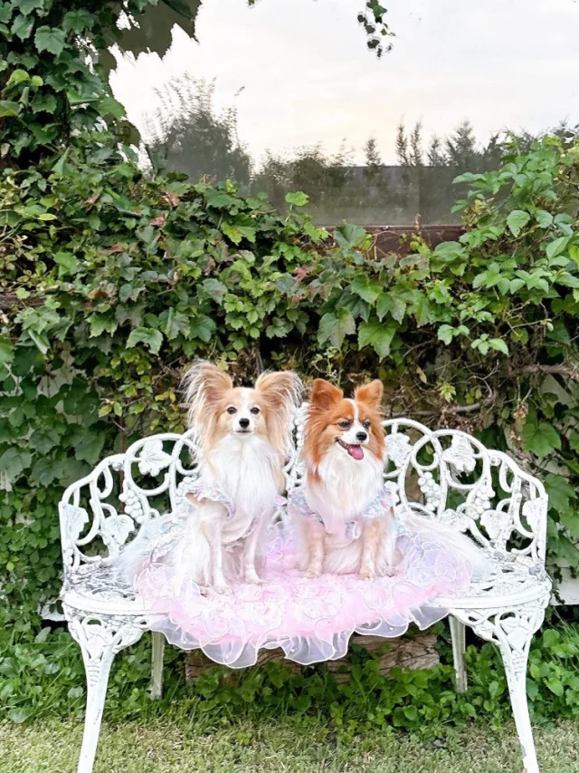 .
【ご宿泊わんちゃんのご紹介】

可愛いお友達のご紹介🐶
ありがとうございました♪
______________________________

📷🐶🐶🐶📷

ご宿泊中に撮影された愛犬のお写真/動画を随時募集！
ご共有をいただいたお写真は当アカウントでご紹介

DMなどでお気軽にご連絡ください✉️

📷🐶🐶🐶📷

アルマガーデンドッグスは八ヶ岳に佇む、
わんちゃんと過ごせるオーベルジュ

-日常を忘れて愛犬との贅沢な時間をお過ごしください-

🐕🍽️🏡 @arumagardendogs

＝＝＝＝＝＝＝＝＝＝＝＝＝＝＝＝

【ご予約はこちらから✍️】

💻▽オフィシャルサイト予約フォーム
プロフィールにリンクしているホームページからどうぞ🏷️

【お問い合わせなどはお気軽に🐕】

📞0551-45-7679

＝＝＝＝＝＝＝＝＝＝＝＝＝＝＝＝

ARUMA GARDEN DOGS
-アルマガーデンドッグス-

【住所】
📍山梨県北杜市大泉町西井出8240-6520

【電話番号】
📞0551-45-7679

______________________________

#アルマガーデンドッグス #ペットと泊まれる宿 #愛犬と泊まれる宿 
#ワンコとお出かけ #わんことお出かけ 
#天然芝 #専用ドッグラン #ドッグラン完備 #プライベートドッグラン
#1日1組 #プライベートコテージ  #ラグジュアリーホテル #ログハウス #コテージ #ホテル 
#アフタヌーンティー #北杜市ランチ #オーベルジュ
#フランス料理 #八ヶ岳フレンチレストラン #オーベルジュ #北杜市フレンチ
#ガーデン #バラ好きな人と繋がりたい
#八ヶ岳 #北杜市 #山梨県