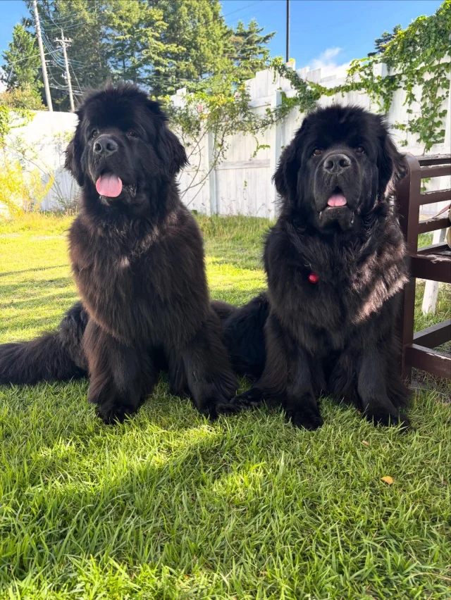 .
【ご宿泊わんちゃんのご紹介】

可愛いお友達のご紹介🐶
ありがとうございました♪

______________________________

📷🐶🐶🐶📷

ご宿泊中に撮影された愛犬のお写真/動画を随時募集！
ご共有をいただいたお写真は当アカウントでご紹介

DMなどでお気軽にご連絡ください✉️

📷🐶🐶🐶📷

アルマガーデンドッグスは八ヶ岳に佇む、
わんちゃんと過ごせるオーベルジュ

-日常を忘れて愛犬との贅沢な時間をお過ごしください-

🐕🍽️🏡 @arumagardendogs

＝＝＝＝＝＝＝＝＝＝＝＝＝＝＝＝

【ご予約はこちらから✍️】

💻▽オフィシャルサイト予約フォーム
プロフィールにリンクしているホームページからどうぞ🏷️

【お問い合わせなどはお気軽に🐕】

📞0551-45-7679

＝＝＝＝＝＝＝＝＝＝＝＝＝＝＝＝

ARUMA GARDEN DOGS
-アルマガーデンドッグス-

【住所】
📍山梨県北杜市大泉町西井出8240-6520

【電話番号】
📞0551-45-7679

______________________________

#アルマガーデンドッグス #ペットと泊まれる宿 #愛犬と泊まれる宿 
#ワンコとお出かけ #わんことお出かけ 
#天然芝 #専用ドッグラン #ドッグラン完備 #プライベートドッグラン
#1日1組 #プライベートコテージ  #ラグジュアリーホテル #ログハウス #コテージ #ホテル 
#アフタヌーンティー #北杜市ランチ #オーベルジュ
#フランス料理 #八ヶ岳フレンチレストラン #オーベルジュ #北杜市フレンチ
#ガーデン #バラ好きな人と繋がりたい
#八ヶ岳 #北杜市 #山梨県