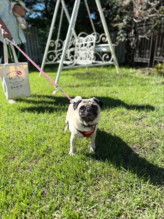.
【ご宿泊わんちゃんのご紹介】

可愛いお友達のご紹介🐶
ありがとうございました♪
______________________________

📷🐶🐶🐶📷

ご宿泊中に撮影された愛犬のお写真/動画を随時募集！
ご共有をいただいたお写真は当アカウントでご紹介

DMなどでお気軽にご連絡ください✉️

📷🐶🐶🐶📷

アルマガーデンドッグスは八ヶ岳に佇む、
わんちゃんと過ごせるオーベルジュ

-日常を忘れて愛犬との贅沢な時間をお過ごしください-

🐕🍽️🏡 @arumagardendogs

＝＝＝＝＝＝＝＝＝＝＝＝＝＝＝＝

【ご予約はこちらから✍️】

💻▽オフィシャルサイト予約フォーム
プロフィールにリンクしているホームページからどうぞ🏷️

【お問い合わせなどはお気軽に🐕】

📞0551-45-7679

＝＝＝＝＝＝＝＝＝＝＝＝＝＝＝＝

ARUMA GARDEN DOGS
-アルマガーデンドッグス-

【住所】
📍山梨県北杜市大泉町西井出8240-6520

【電話番号】
📞0551-45-7679

______________________________

#アルマガーデンドッグス #ペットと泊まれる宿 #愛犬と泊まれる宿 
#ワンコとお出かけ #わんことお出かけ 
#天然芝 #専用ドッグラン #ドッグラン完備 #プライベートドッグラン
#1日1組 #プライベートコテージ  #ラグジュアリーホテル #ログハウス #コテージ #ホテル 
#アフタヌーンティー #北杜市ランチ #オーベルジュ
#フランス料理 #八ヶ岳フレンチレストラン #オーベルジュ #北杜市フレンチ
#ガーデン #バラ好きな人と繋がりたい
#八ヶ岳 #北杜市 #山梨県