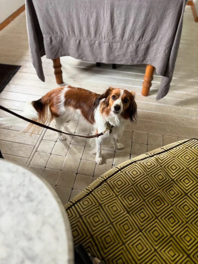 .
【ご宿泊わんちゃんのご紹介】

可愛いお友達のご紹介🐶
ありがとうございました♪
______________________________

📷🐶🐶🐶📷

ご宿泊中に撮影された愛犬のお写真/動画を随時募集！
ご共有をいただいたお写真は当アカウントでご紹介

DMなどでお気軽にご連絡ください✉️

📷🐶🐶🐶📷

アルマガーデンドッグスは八ヶ岳に佇む、
わんちゃんと過ごせるオーベルジュ

-日常を忘れて愛犬との贅沢な時間をお過ごしください-

🐕🍽️🏡 @arumagardendogs

＝＝＝＝＝＝＝＝＝＝＝＝＝＝＝＝

【ご予約はこちらから✍️】

💻▽オフィシャルサイト予約フォーム
プロフィールにリンクしているホームページからどうぞ🏷️

【お問い合わせなどはお気軽に🐕】

📞0551-45-7679

＝＝＝＝＝＝＝＝＝＝＝＝＝＝＝＝

ARUMA GARDEN DOGS
-アルマガーデンドッグス-

【住所】
📍山梨県北杜市大泉町西井出8240-6520

【電話番号】
📞0551-45-7679

______________________________

#アルマガーデンドッグス #ペットと泊まれる宿 #愛犬と泊まれる宿 
#ワンコとお出かけ #わんことお出かけ 
#天然芝 #専用ドッグラン #ドッグラン完備 #プライベートドッグラン
#1日1組 #プライベートコテージ  #ラグジュアリーホテル #ログハウス #コテージ #ホテル 
#アフタヌーンティー #北杜市ランチ #オーベルジュ
#フランス料理 #八ヶ岳フレンチレストラン #オーベルジュ #北杜市フレンチ
#ガーデン #バラ好きな人と繋がりたい
#八ヶ岳 #北杜市 #山梨県