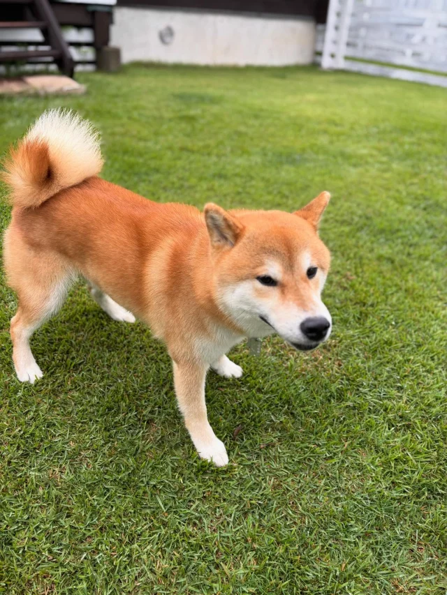 .
【ご宿泊わんちゃんのご紹介】

可愛いお友達のご紹介🐶
ありがとうございました♪
______________________________

📷🐶🐶🐶📷

ご宿泊中に撮影された愛犬のお写真/動画を随時募集！
ご共有をいただいたお写真は当アカウントでご紹介

DMなどでお気軽にご連絡ください✉️

📷🐶🐶🐶📷

アルマガーデンドッグスは八ヶ岳に佇む、
わんちゃんと過ごせるオーベルジュ

-日常を忘れて愛犬との贅沢な時間をお過ごしください-

🐕🍽️🏡 @arumagardendogs

＝＝＝＝＝＝＝＝＝＝＝＝＝＝＝＝

【ご予約はこちらから✍️】

💻▽オフィシャルサイト予約フォーム
プロフィールにリンクしているホームページからどうぞ🏷️

【お問い合わせなどはお気軽に🐕】

📞0551-45-7679

＝＝＝＝＝＝＝＝＝＝＝＝＝＝＝＝

ARUMA GARDEN DOGS
-アルマガーデンドッグス-

【住所】
📍山梨県北杜市大泉町西井出8240-6520

【電話番号】
📞0551-45-7679

______________________________

#アルマガーデンドッグス #ペットと泊まれる宿 #愛犬と泊まれる宿 
#ワンコとお出かけ #わんことお出かけ 
#天然芝 #専用ドッグラン #ドッグラン完備 #プライベートドッグラン
#1日1組 #プライベートコテージ  #ラグジュアリーホテル #ログハウス #コテージ #ホテル 
#アフタヌーンティー #北杜市ランチ #オーベルジュ
#フランス料理 #八ヶ岳フレンチレストラン #オーベルジュ #北杜市フレンチ
#ガーデン #バラ好きな人と繋がりたい
#八ヶ岳 #北杜市 #山梨県