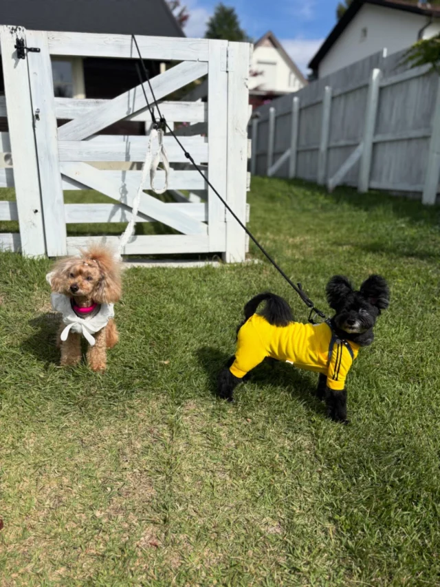 .
【ご宿泊わんちゃんのご紹介】

可愛いお友達のご紹介🐶
ありがとうございました♪
______________________________

📷🐶🐶🐶📷

ご宿泊中に撮影された愛犬のお写真/動画を随時募集！
ご共有をいただいたお写真は当アカウントでご紹介

DMなどでお気軽にご連絡ください✉️

📷🐶🐶🐶📷

アルマガーデンドッグスは八ヶ岳に佇む、
わんちゃんと過ごせるオーベルジュ

-日常を忘れて愛犬との贅沢な時間をお過ごしください-

🐕🍽️🏡 @arumagardendogs

＝＝＝＝＝＝＝＝＝＝＝＝＝＝＝＝

【ご予約はこちらから✍️】

💻▽オフィシャルサイト予約フォーム
プロフィールにリンクしているホームページからどうぞ🏷️

【お問い合わせなどはお気軽に🐕】

📞0551-45-7679

＝＝＝＝＝＝＝＝＝＝＝＝＝＝＝＝

ARUMA GARDEN DOGS
-アルマガーデンドッグス-

【住所】
📍山梨県北杜市大泉町西井出8240-6520

【電話番号】
📞0551-45-7679

______________________________

#アルマガーデンドッグス #ペットと泊まれる宿 #愛犬と泊まれる宿 
#ワンコとお出かけ #わんことお出かけ 
#天然芝 #専用ドッグラン #ドッグラン完備 #プライベートドッグラン
#1日1組 #プライベートコテージ  #ラグジュアリーホテル #ログハウス #コテージ #ホテル 
#アフタヌーンティー #北杜市ランチ #オーベルジュ
#フランス料理 #八ヶ岳フレンチレストラン #オーベルジュ #北杜市フレンチ
#ガーデン #バラ好きな人と繋がりたい
#八ヶ岳 #北杜市 #山梨県