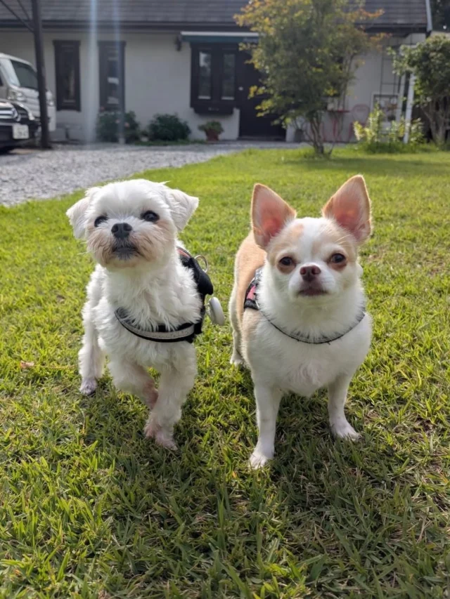 .
【ご宿泊わんちゃんのご紹介】

可愛いお友達のご紹介🐶
ありがとうございました♪
______________________________

📷🐶🐶🐶📷

ご宿泊中に撮影された愛犬のお写真/動画を随時募集！
ご共有をいただいたお写真は当アカウントでご紹介

DMなどでお気軽にご連絡ください✉️

📷🐶🐶🐶📷

アルマガーデンドッグスは八ヶ岳に佇む、
わんちゃんと過ごせるオーベルジュ

-日常を忘れて愛犬との贅沢な時間をお過ごしください-

🐕🍽️🏡 @arumagardendogs

＝＝＝＝＝＝＝＝＝＝＝＝＝＝＝＝

【ご予約はこちらから✍️】

💻▽オフィシャルサイト予約フォーム
プロフィールにリンクしているホームページからどうぞ🏷️

【お問い合わせなどはお気軽に🐕】

📞0551-45-7679

＝＝＝＝＝＝＝＝＝＝＝＝＝＝＝＝

ARUMA GARDEN DOGS
-アルマガーデンドッグス-

【住所】
📍山梨県北杜市大泉町西井出8240-6520

【電話番号】
📞0551-45-7679

______________________________

#アルマガーデンドッグス #ペットと泊まれる宿 #愛犬と泊まれる宿 
#ワンコとお出かけ #わんことお出かけ 
#天然芝 #専用ドッグラン #ドッグラン完備 #プライベートドッグラン
#1日1組 #プライベートコテージ  #ラグジュアリーホテル #ログハウス #コテージ #ホテル 
#アフタヌーンティー #北杜市ランチ #オーベルジュ
#フランス料理 #八ヶ岳フレンチレストラン #オーベルジュ #北杜市フレンチ
#ガーデン #バラ好きな人と繋がりたい
#八ヶ岳 #北杜市 #山梨県