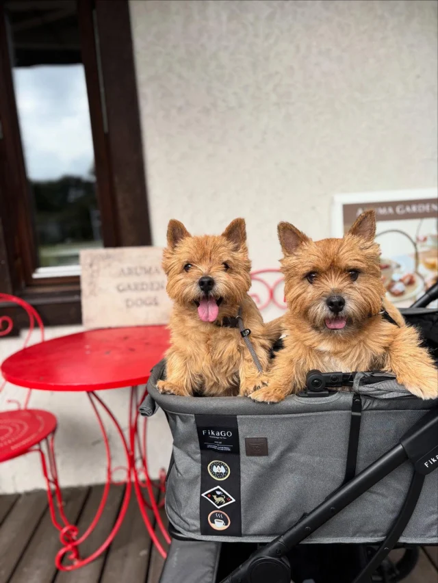 .
【ご宿泊わんちゃんのご紹介】

可愛いお友達のご紹介🐶
ありがとうございました♪
______________________________

📷🐶🐶🐶📷

ご宿泊中に撮影された愛犬のお写真/動画を随時募集！
ご共有をいただいたお写真は当アカウントでご紹介

DMなどでお気軽にご連絡ください✉️

📷🐶🐶🐶📷

アルマガーデンドッグスは八ヶ岳に佇む、
わんちゃんと過ごせるオーベルジュ

-日常を忘れて愛犬との贅沢な時間をお過ごしください-

🐕🍽️🏡 @arumagardendogs

＝＝＝＝＝＝＝＝＝＝＝＝＝＝＝＝

【ご予約はこちらから✍️】

💻▽オフィシャルサイト予約フォーム
プロフィールにリンクしているホームページからどうぞ🏷️

【お問い合わせなどはお気軽に🐕】

📞0551-45-7679

＝＝＝＝＝＝＝＝＝＝＝＝＝＝＝＝

ARUMA GARDEN DOGS
-アルマガーデンドッグス-

【住所】
📍山梨県北杜市大泉町西井出8240-6520

【電話番号】
📞0551-45-7679

______________________________

#アルマガーデンドッグス #ペットと泊まれる宿 #愛犬と泊まれる宿 
#ワンコとお出かけ #わんことお出かけ 
#天然芝 #専用ドッグラン #ドッグラン完備 #プライベートドッグラン
#1日1組 #プライベートコテージ  #ラグジュアリーホテル #ログハウス #コテージ #ホテル 
#アフタヌーンティー #北杜市ランチ #オーベルジュ
#フランス料理 #八ヶ岳フレンチレストラン #オーベルジュ #北杜市フレンチ
#ガーデン #バラ好きな人と繋がりたい
#八ヶ岳 #北杜市 #山梨県