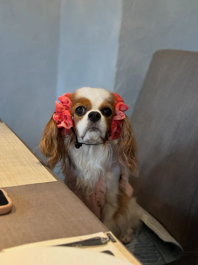 .
【ご宿泊わんちゃんのご紹介】

可愛いお友達のご紹介🐶
ありがとうございました♪
______________________________

📷🐶🐶🐶📷

ご宿泊中に撮影された愛犬のお写真/動画を随時募集！
ご共有をいただいたお写真は当アカウントでご紹介

DMなどでお気軽にご連絡ください✉️

📷🐶🐶🐶📷

アルマガーデンドッグスは八ヶ岳に佇む、
わんちゃんと過ごせるオーベルジュ

-日常を忘れて愛犬との贅沢な時間をお過ごしください-

🐕🍽️🏡 @arumagardendogs

＝＝＝＝＝＝＝＝＝＝＝＝＝＝＝＝

【ご予約はこちらから✍️】

💻▽オフィシャルサイト予約フォーム
プロフィールにリンクしているホームページからどうぞ🏷️

【お問い合わせなどはお気軽に🐕】

📞0551-45-7679

＝＝＝＝＝＝＝＝＝＝＝＝＝＝＝＝

ARUMA GARDEN DOGS
-アルマガーデンドッグス-

【住所】
📍山梨県北杜市大泉町西井出8240-6520

【電話番号】
📞0551-45-7679

______________________________

#アルマガーデンドッグス #ペットと泊まれる宿 #愛犬と泊まれる宿 
#ワンコとお出かけ #わんことお出かけ 
#天然芝 #専用ドッグラン #ドッグラン完備 #プライベートドッグラン
#1日1組 #プライベートコテージ  #ラグジュアリーホテル #ログハウス #コテージ #ホテル 
#アフタヌーンティー #北杜市ランチ #オーベルジュ
#フランス料理 #八ヶ岳フレンチレストラン #オーベルジュ #北杜市フレンチ
#ガーデン #バラ好きな人と繋がりたい
#八ヶ岳 #北杜市 #山梨県