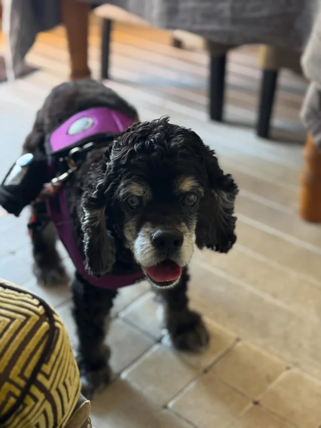 .
【ご宿泊わんちゃんのご紹介】

可愛いお友達のご紹介🐶
ありがとうございました♪
______________________________

📷🐶🐶🐶📷

ご宿泊中に撮影された愛犬のお写真/動画を随時募集！
ご共有をいただいたお写真は当アカウントでご紹介

DMなどでお気軽にご連絡ください✉️

📷🐶🐶🐶📷

アルマガーデンドッグスは八ヶ岳に佇む、
わんちゃんと過ごせるオーベルジュ

-日常を忘れて愛犬との贅沢な時間をお過ごしください-

🐕🍽️🏡 @arumagardendogs

＝＝＝＝＝＝＝＝＝＝＝＝＝＝＝＝

【ご予約はこちらから✍️】

💻▽オフィシャルサイト予約フォーム
プロフィールにリンクしているホームページからどうぞ🏷️

【お問い合わせなどはお気軽に🐕】

📞0551-45-7679

＝＝＝＝＝＝＝＝＝＝＝＝＝＝＝＝

ARUMA GARDEN DOGS
-アルマガーデンドッグス-

【住所】
📍山梨県北杜市大泉町西井出8240-6520

【電話番号】
📞0551-45-7679

______________________________

#アルマガーデンドッグス #ペットと泊まれる宿 #愛犬と泊まれる宿 
#ワンコとお出かけ #わんことお出かけ 
#天然芝 #専用ドッグラン #ドッグラン完備 #プライベートドッグラン
#1日1組 #プライベートコテージ  #ラグジュアリーホテル #ログハウス #コテージ #ホテル 
#アフタヌーンティー #北杜市ランチ #オーベルジュ
#フランス料理 #八ヶ岳フレンチレストラン #オーベルジュ #北杜市フレンチ
#ガーデン #バラ好きな人と繋がりたい
#八ヶ岳 #北杜市 #山梨県