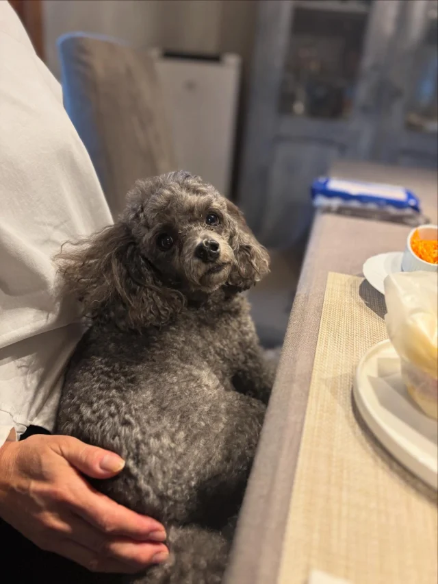 .
【ご宿泊わんちゃんのご紹介】

可愛いお友達のご紹介🐶
ありがとうございました♪
______________________________

📷🐶🐶🐶📷

ご宿泊中に撮影された愛犬のお写真/動画を随時募集！
ご共有をいただいたお写真は当アカウントでご紹介

DMなどでお気軽にご連絡ください✉️

📷🐶🐶🐶📷

アルマガーデンドッグスは八ヶ岳に佇む、
わんちゃんと過ごせるオーベルジュ

-日常を忘れて愛犬との贅沢な時間をお過ごしください-

🐕🍽️🏡 @arumagardendogs

＝＝＝＝＝＝＝＝＝＝＝＝＝＝＝＝

【ご予約はこちらから✍️】

💻▽オフィシャルサイト予約フォーム
プロフィールにリンクしているホームページからどうぞ🏷️

【お問い合わせなどはお気軽に🐕】

📞0551-45-7679

＝＝＝＝＝＝＝＝＝＝＝＝＝＝＝＝

ARUMA GARDEN DOGS
-アルマガーデンドッグス-

【住所】
📍山梨県北杜市大泉町西井出8240-6520

【電話番号】
📞0551-45-7679

______________________________

#アルマガーデンドッグス #ペットと泊まれる宿 #愛犬と泊まれる宿 
#ワンコとお出かけ #わんことお出かけ 
#天然芝 #専用ドッグラン #ドッグラン完備 #プライベートドッグラン
#1日1組 #プライベートコテージ  #ラグジュアリーホテル #ログハウス #コテージ #ホテル 
#アフタヌーンティー #北杜市ランチ #オーベルジュ
#フランス料理 #八ヶ岳フレンチレストラン #オーベルジュ #北杜市フレンチ
#ガーデン #バラ好きな人と繋がりたい
#八ヶ岳 #北杜市 #山梨県