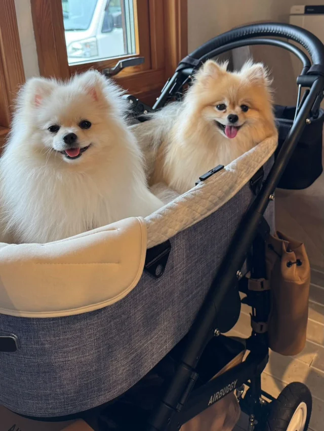 .
【ご宿泊わんちゃんのご紹介】

可愛いお友達のご紹介🐶
ありがとうございました♪
______________________________

📷🐶🐶🐶📷

ご宿泊中に撮影された愛犬のお写真/動画を随時募集！
ご共有をいただいたお写真は当アカウントでご紹介

DMなどでお気軽にご連絡ください✉️

📷🐶🐶🐶📷

アルマガーデンドッグスは八ヶ岳に佇む、
わんちゃんと過ごせるオーベルジュ

-日常を忘れて愛犬との贅沢な時間をお過ごしください-

🐕🍽️🏡 @arumagardendogs

＝＝＝＝＝＝＝＝＝＝＝＝＝＝＝＝

【ご予約はこちらから✍️】

💻▽オフィシャルサイト予約フォーム
プロフィールにリンクしているホームページからどうぞ🏷️

【お問い合わせなどはお気軽に🐕】

📞0551-45-7679

＝＝＝＝＝＝＝＝＝＝＝＝＝＝＝＝

ARUMA GARDEN DOGS
-アルマガーデンドッグス-

【住所】
📍山梨県北杜市大泉町西井出8240-6520

【電話番号】
📞0551-45-7679

______________________________

#アルマガーデンドッグス #ペットと泊まれる宿 #愛犬と泊まれる宿 
#ワンコとお出かけ #わんことお出かけ 
#天然芝 #専用ドッグラン #ドッグラン完備 #プライベートドッグラン
#1日1組 #プライベートコテージ  #ラグジュアリーホテル #ログハウス #コテージ #ホテル 
#アフタヌーンティー #北杜市ランチ #オーベルジュ
#フランス料理 #八ヶ岳フレンチレストラン #オーベルジュ #北杜市フレンチ
#ガーデン #バラ好きな人と繋がりたい
#八ヶ岳 #北杜市 #山梨県